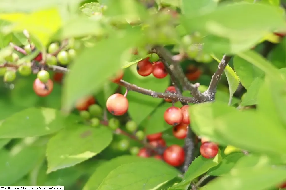 Sparkleberry Winterberry (Ilex Verticillata Hyb. 'Sparkleberry') — Ilex verticillata 'Sparkleberry', a deciduous holly, boasts vibrant red berries persisting