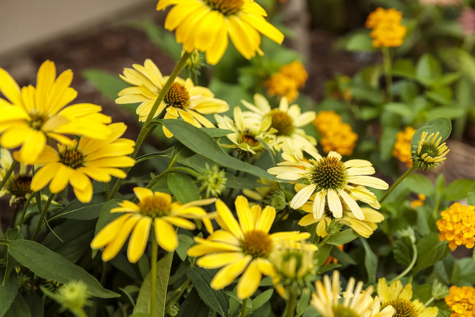 'Yellow My Darling' Coneflower (Echinacea hybrid) — Leave the flowers intact into winter to watch birds come to eat!