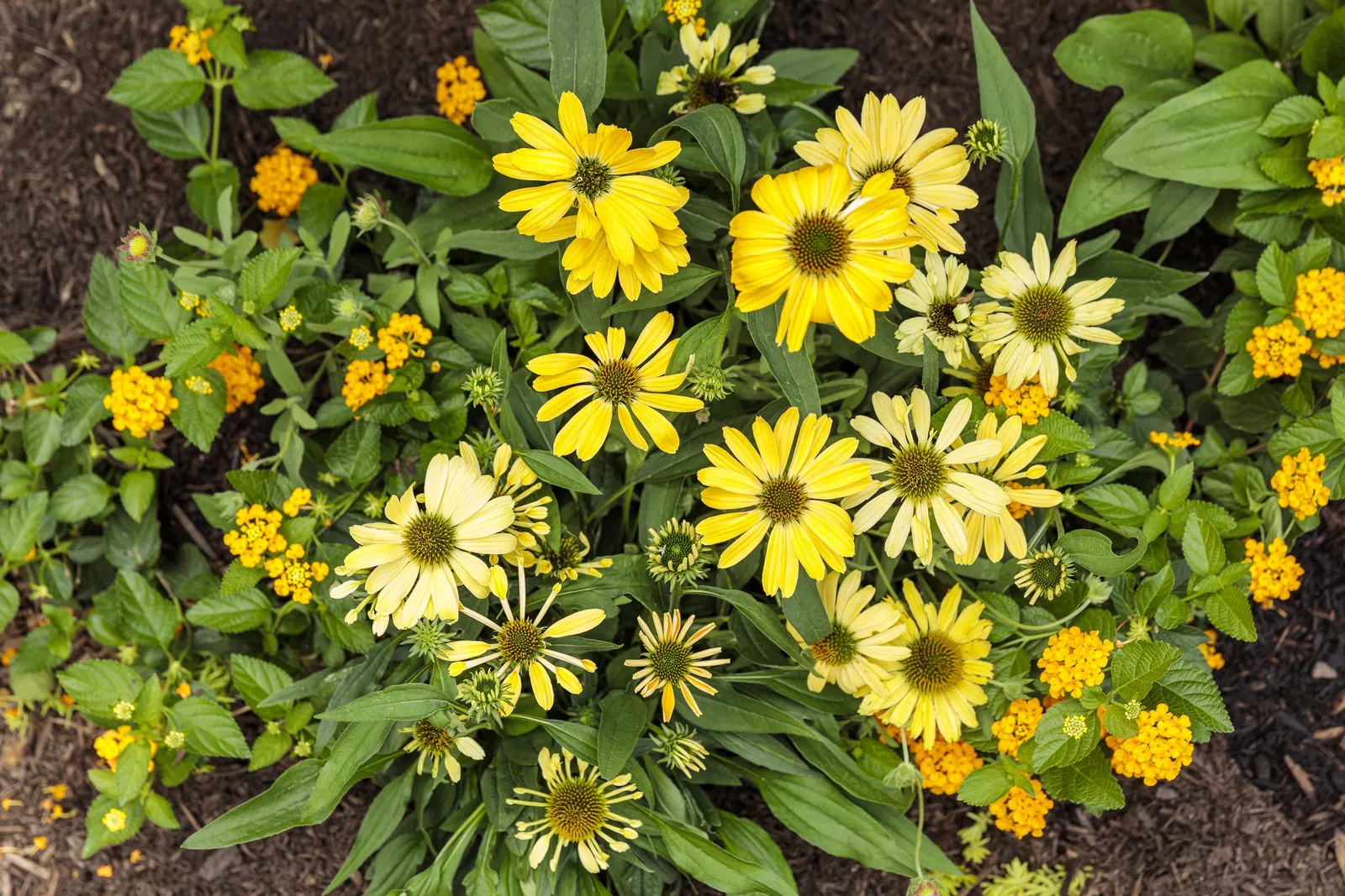'Yellow My Darling' Coneflower (Echinacea hybrid) — Proven Winners - Color Coded® 'Yellow My Darling' - Coneflower - Echinacea hybrid yellow plant details