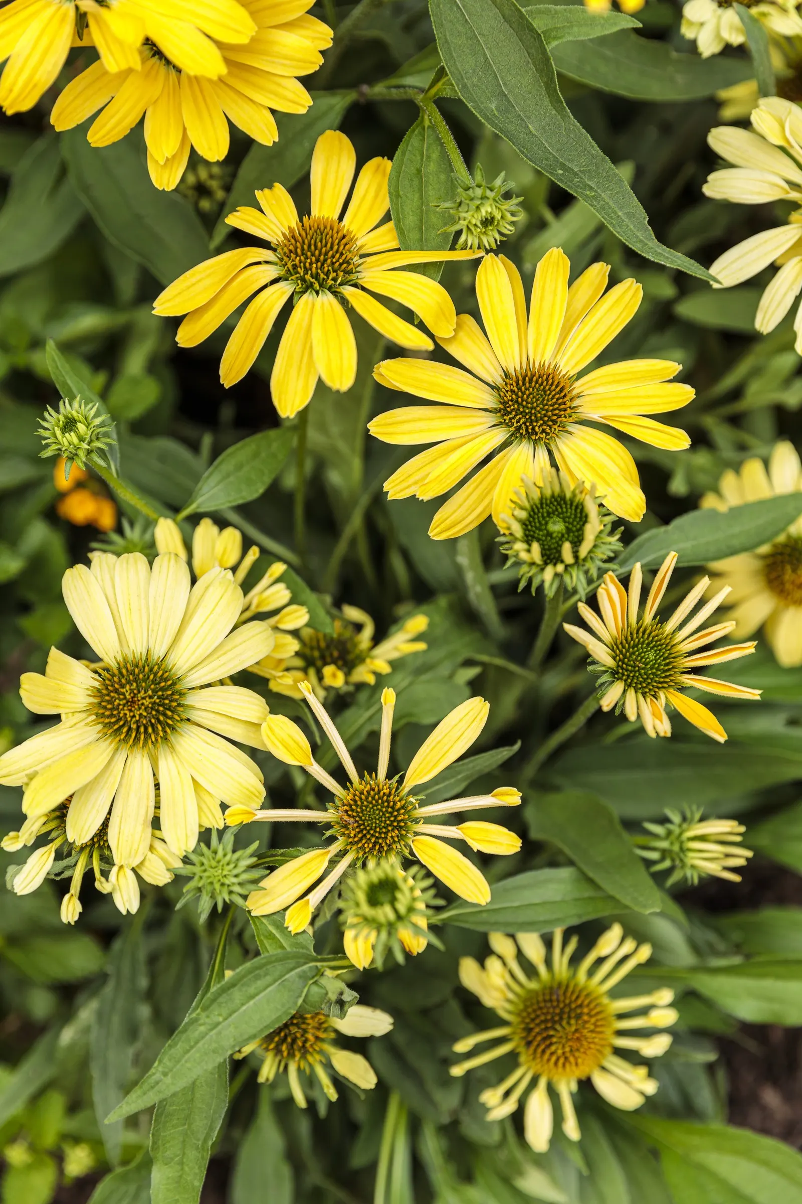 'Yellow My Darling' Coneflower (Echinacea hybrid) — Grow in sunny and hot locations with well-drained soils