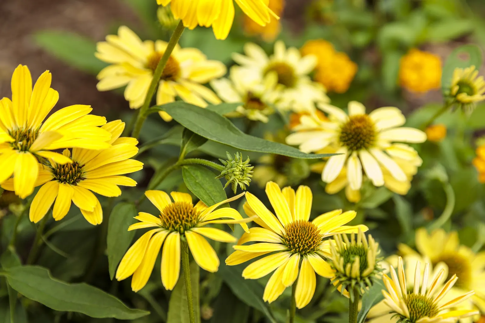 'Yellow My Darling' Coneflower (Echinacea hybrid) — Tolerates light shade, but best performance is in full sun