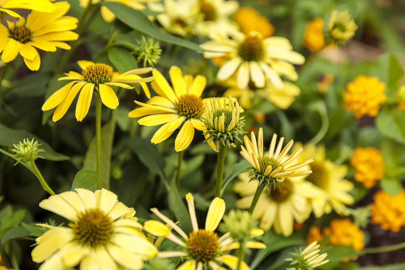 'Yellow My Darling' Coneflower (Echinacea hybrid) — Flowers age to creamy yellow