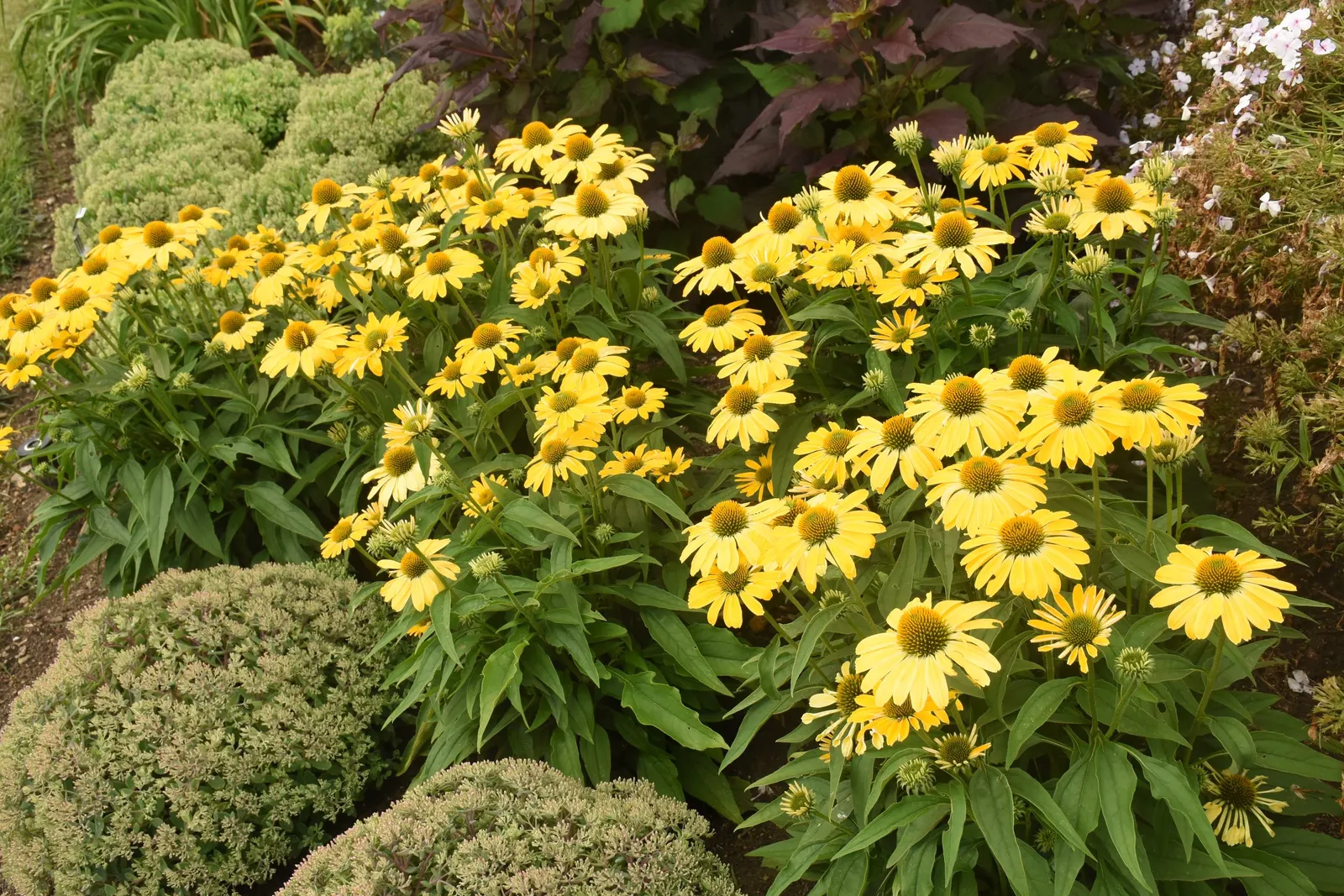'Yellow My Darling' Coneflower (Echinacea hybrid) — Drought tolerant once established