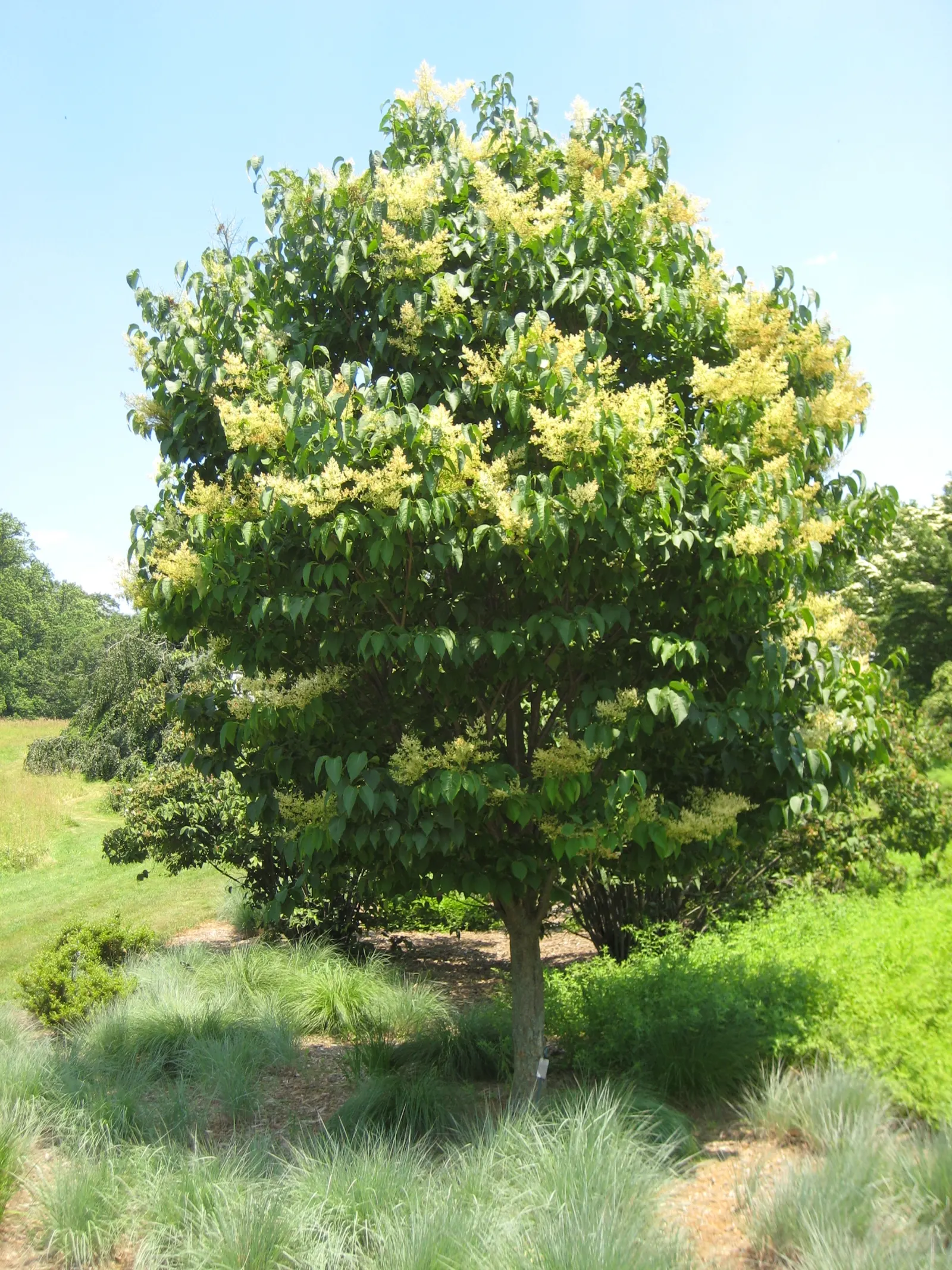 Ivory Silk Japanese Tree Lilac (Syringa Reticulata) — heart-shaped leaves that create a lush backdrop for the showy blooms.<br><br>In early to, image 53