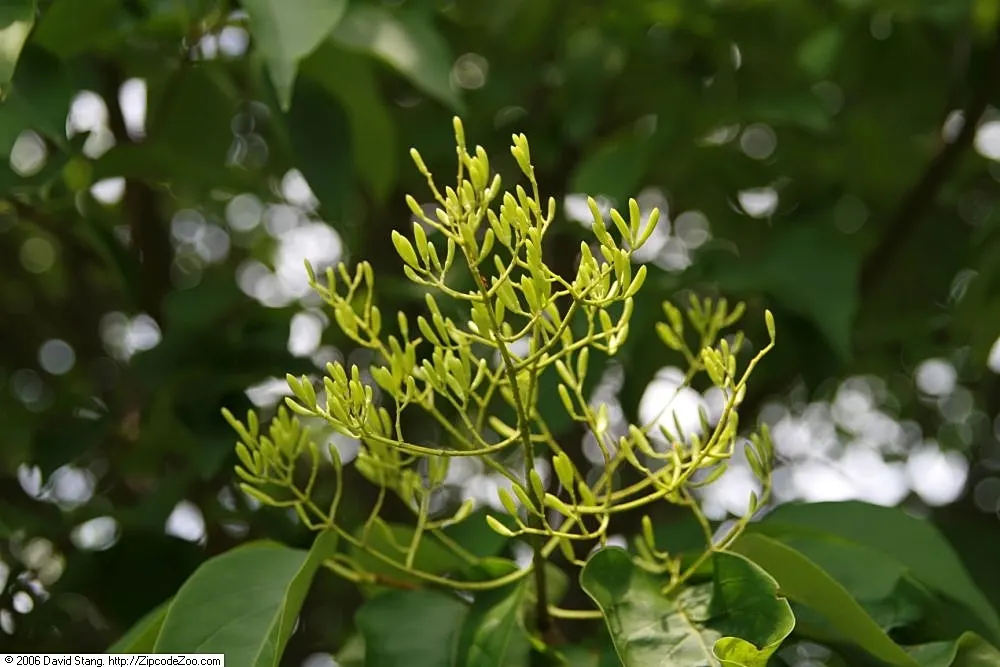 Ivory Silk Japanese Tree Lilac (Syringa Reticulata) — The Ivory Silk Japanese Tree Lilac (Syringa reticulata) is a robust