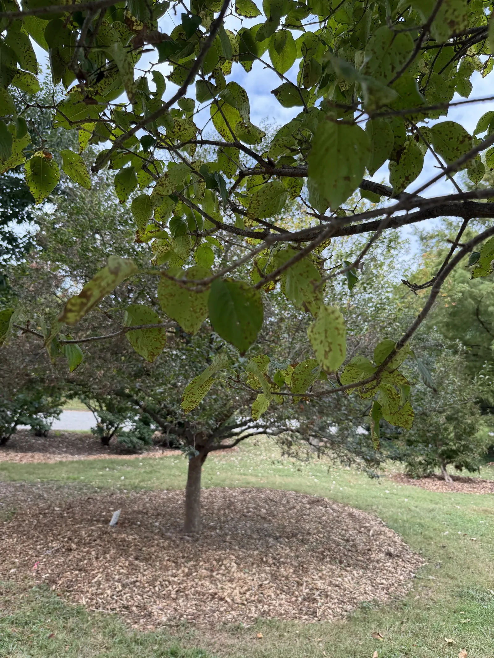 Ivory Silk Japanese Tree Lilac (Syringa Reticulata) — These blossoms can reach up to 12 inches in length and attract a variety of pollinators to, image 54