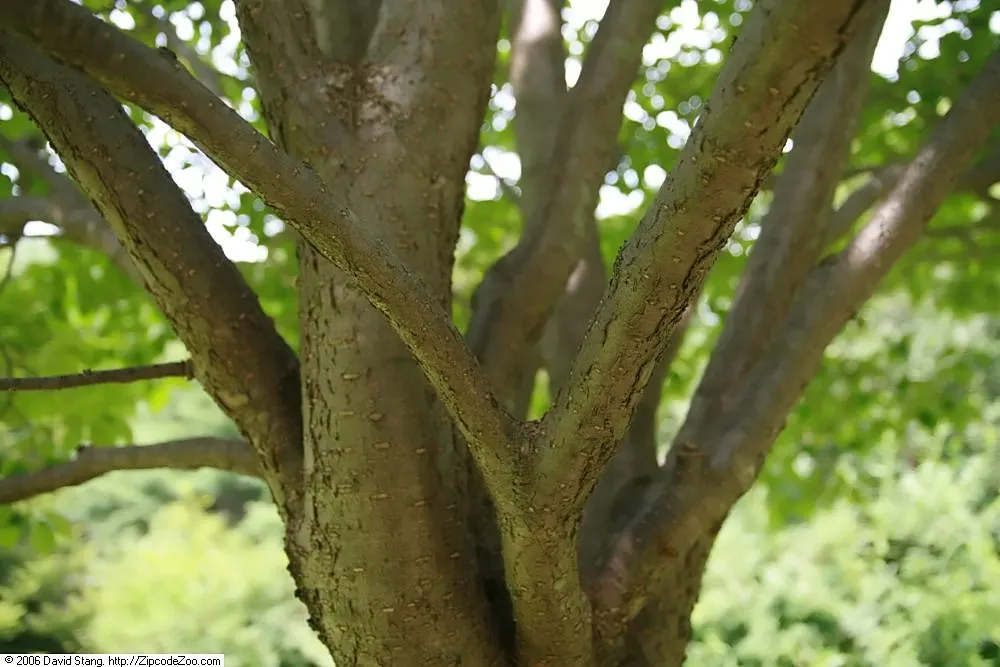 Ivory Silk Japanese Tree Lilac (Syringa Reticulata) — The Ivory Silk Japanese Tree Lilac (Syringa reticulata) is a robust; it sports a rounded crown, image 43