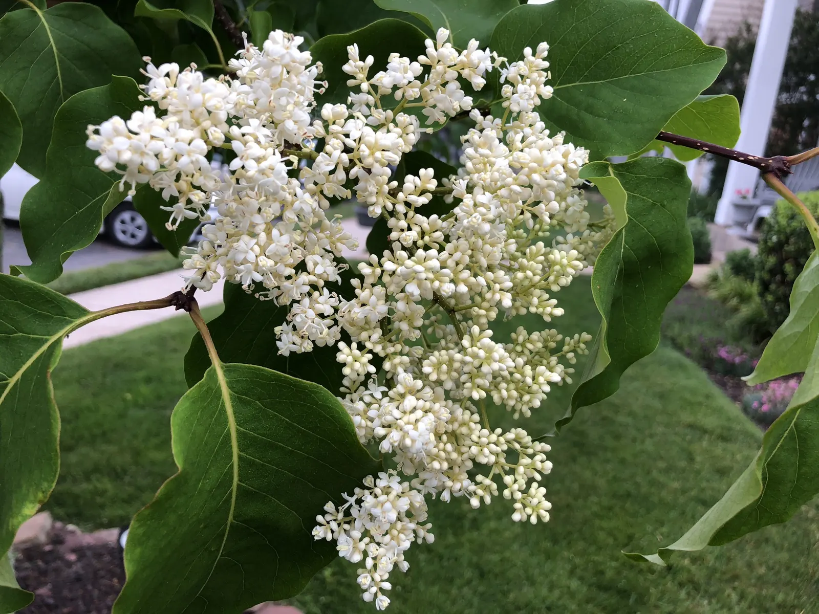 Ivory Silk Japanese Tree Lilac (Syringa Reticulata) — requiring only occasional pruning to maintain shape and remove any dead or damaged branches, image 39