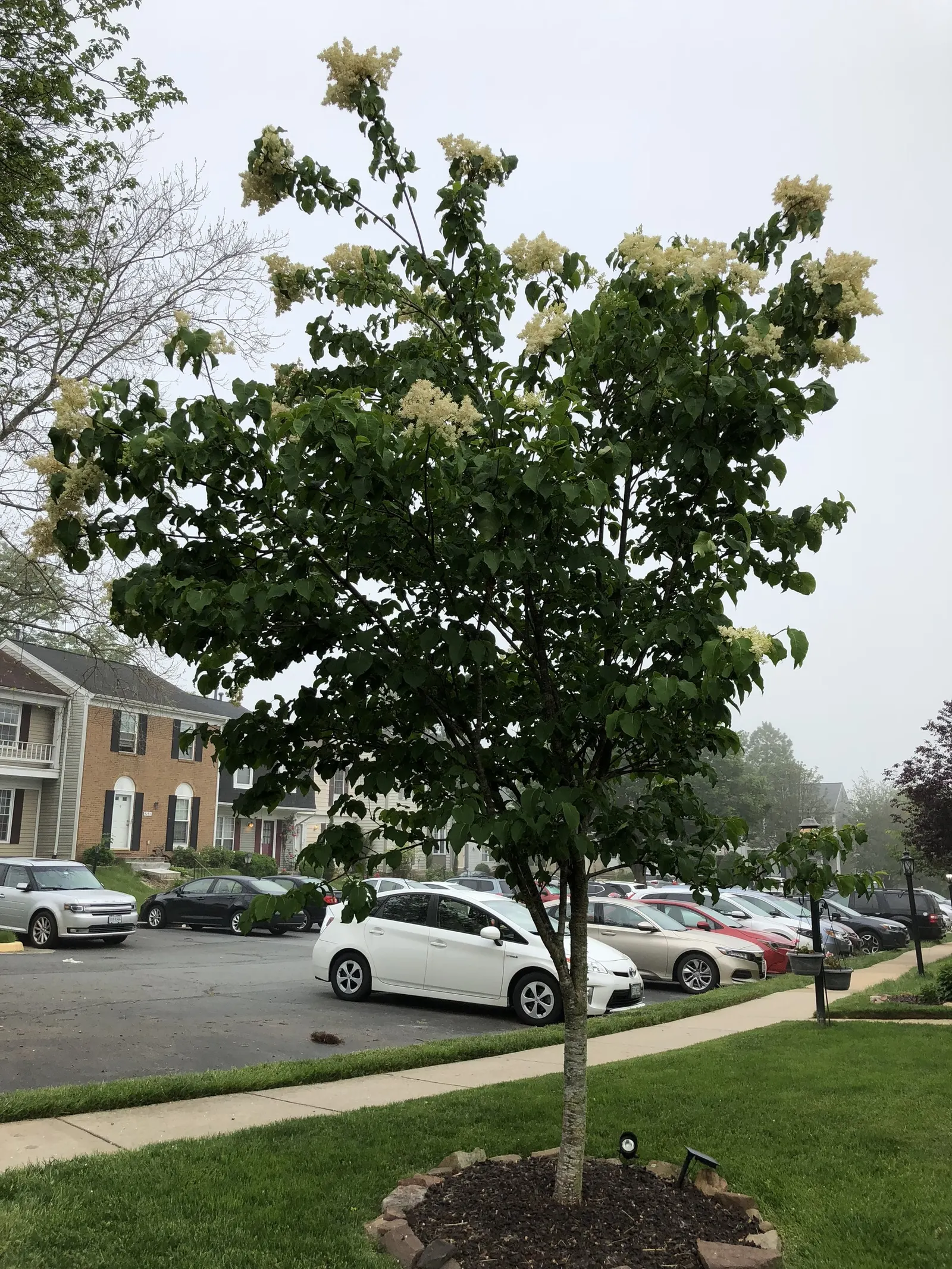 Ivory Silk Japanese Tree Lilac (Syringa Reticulata) — shrub with white blooms; heart-shaped leaves that create a lush backdrop for the showy blooms.<br><br>In