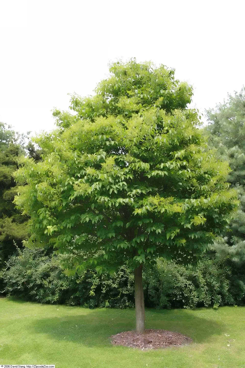 Ivory Silk Japanese Tree Lilac (Syringa Reticulata) — shrub with white blooms