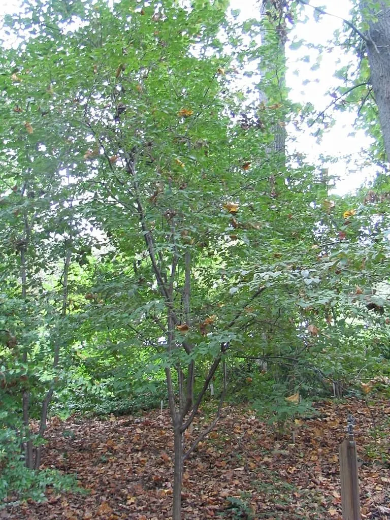 Ivory Silk Japanese Tree Lilac (Syringa Reticulata) — maturing at 20-30 feet high and 15-25 feet wide; heart-shaped leaves that create a lush backdrop for the