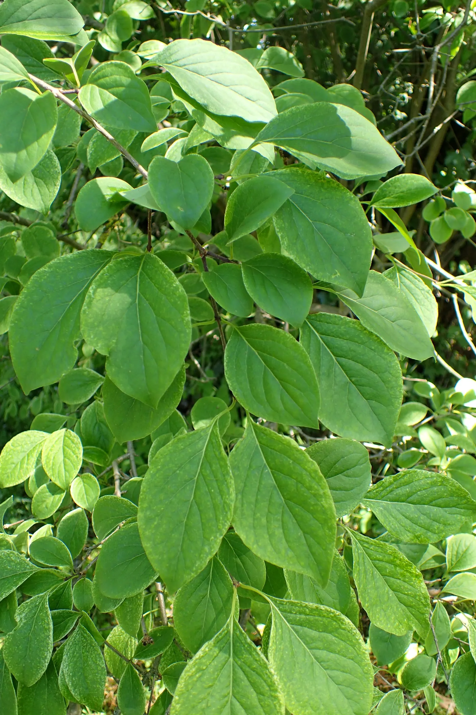 Ivory Silk Japanese Tree Lilac (Syringa Reticulata) — Admired for its creamy-white, fragrant blossom clusters, this tree blooms in early summer, image 45