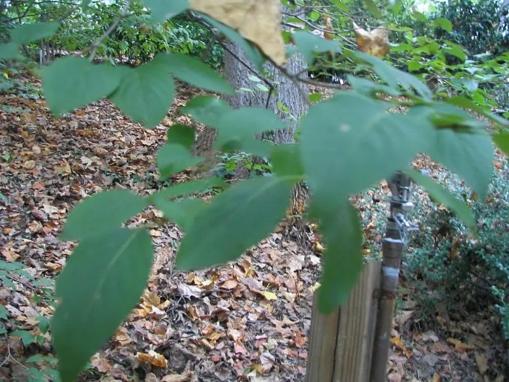 Ivory Silk Japanese Tree Lilac (Syringa Reticulata) — neutral to slightly alkaline loam