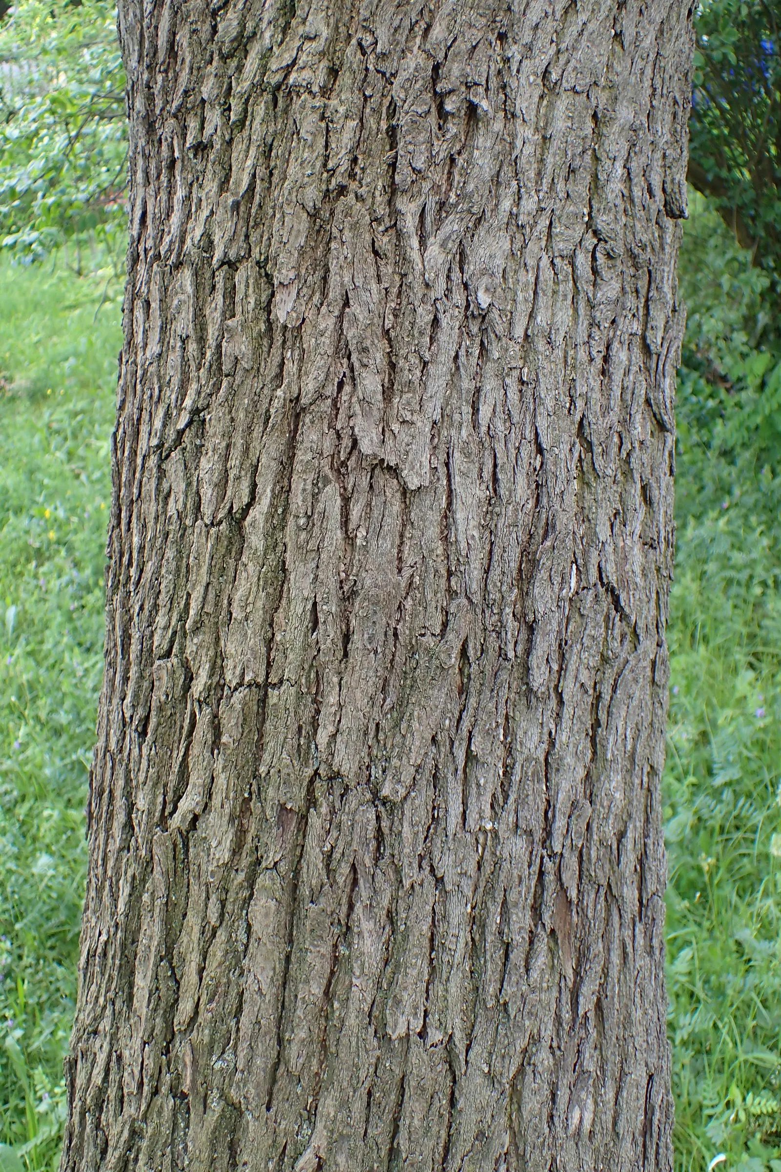 Ivory Silk Japanese Tree Lilac (Syringa Reticulata) — white flowers in the garden; it sports a rounded crown, attractive reddish-brown bark, and thrives in