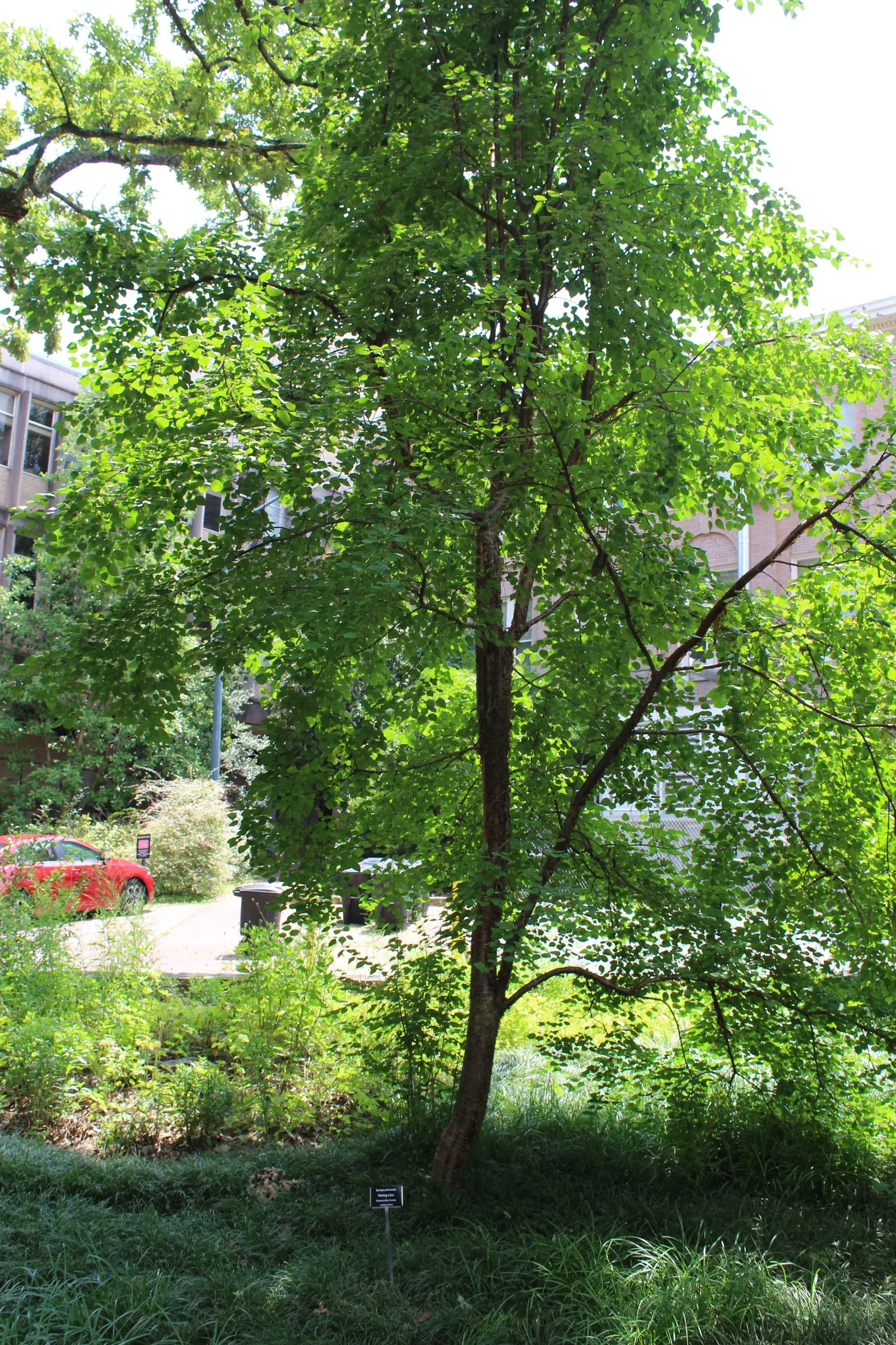 Ivory Silk Japanese Tree Lilac (Syringa Reticulata) — rounded crown is composed of dark green; it sports a rounded crown, attractive reddish-brown bark, and