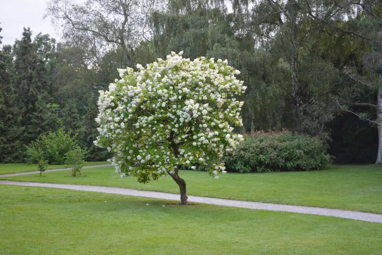 Ivory Silk Japanese Tree Lilac (Syringa Reticulata) — Prefers full sun to light shade and well-drained soils