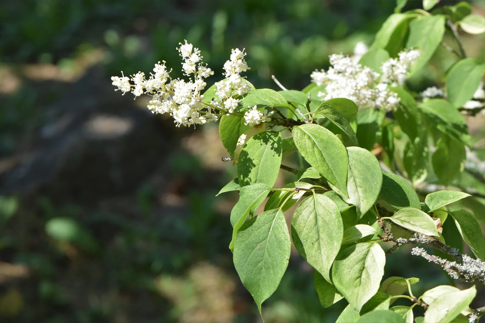 Ivory Silk Japanese Tree Lilac (Syringa Reticulata) — neutral to slightly alkaline loam; heart-shaped leaves that create a lush backdrop for the showy