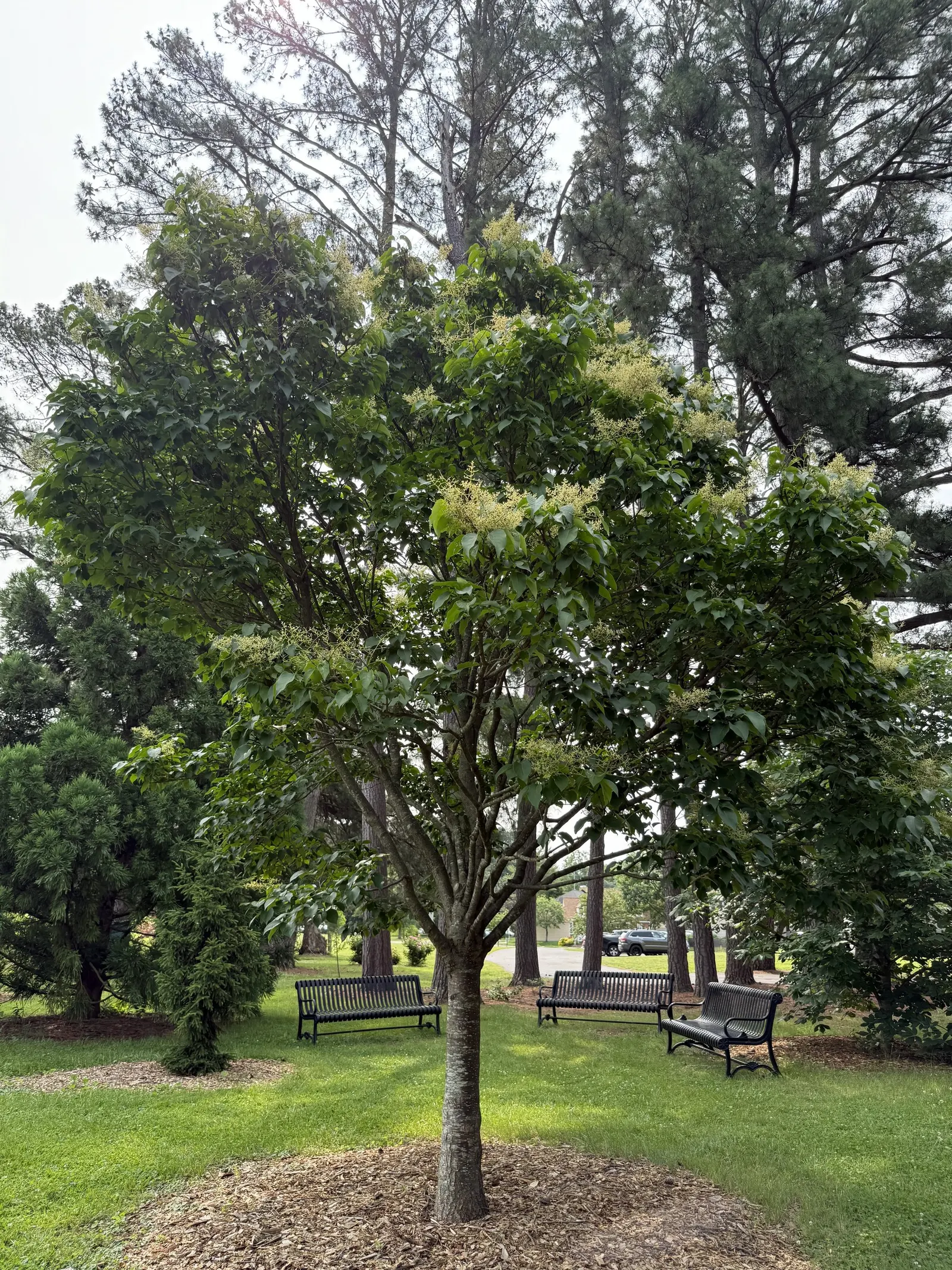 Ivory Silk Japanese Tree Lilac (Syringa Reticulata) — This ornamental tree stands out with its graceful; heart-shaped leaves that create a lush, image 50