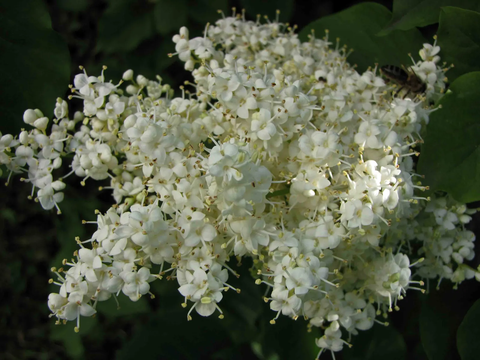 Ivory Silk Japanese Tree Lilac (Syringa Reticulata) — offering aesthetic appeal and robust performance with minimal fuss; it sports a rounded, image 49