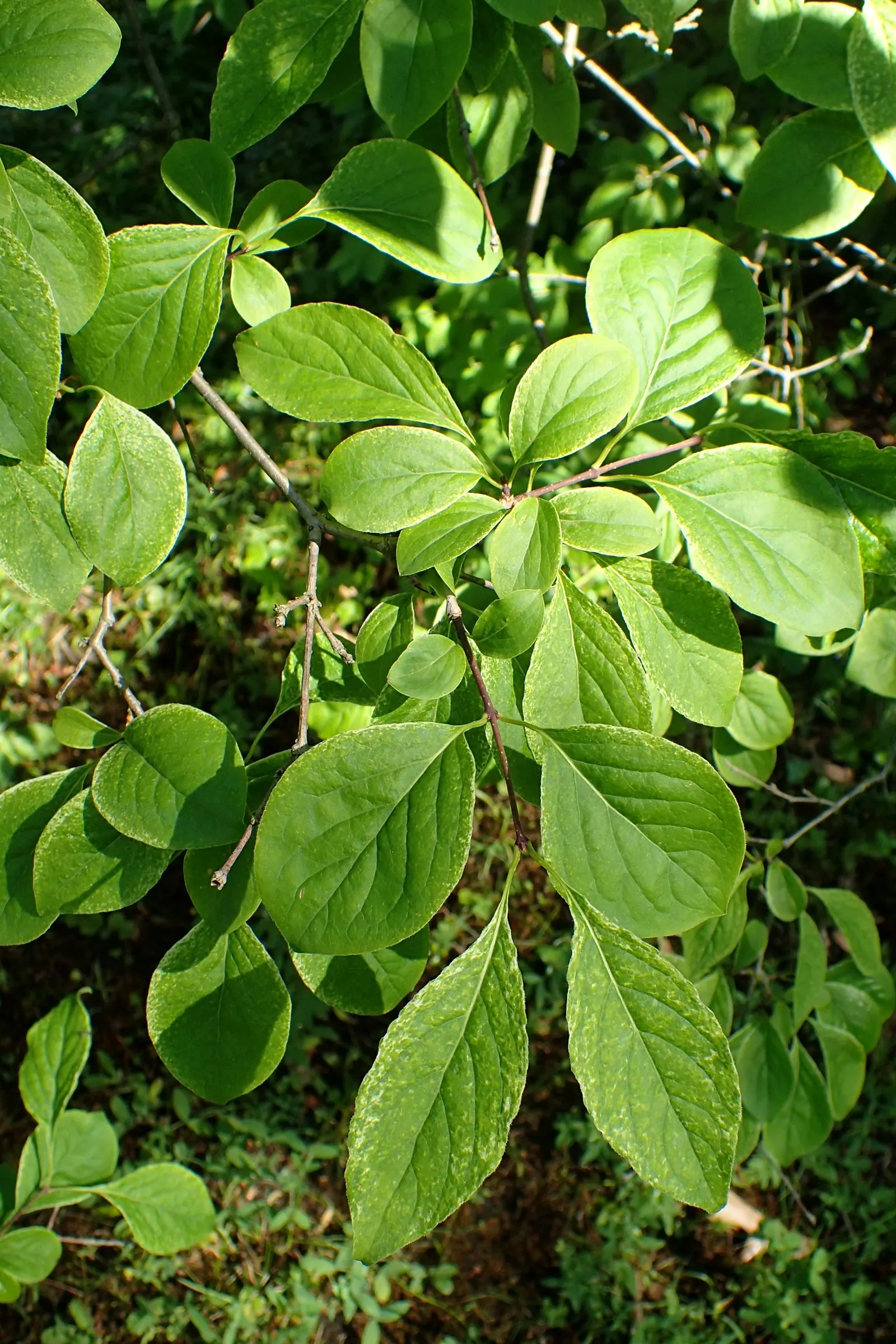 Ivory Silk Japanese Tree Lilac (Syringa Reticulata) — It sports a rounded crown, attractive reddish-brown bark, and thrives in zones 3-7