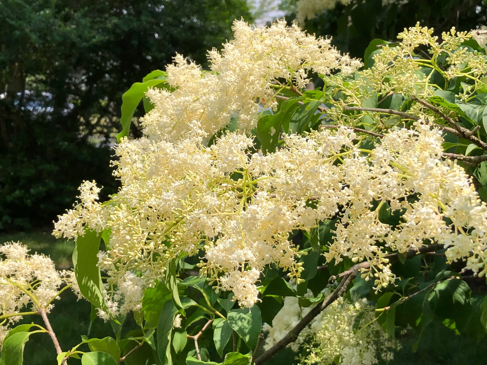 Ivory Silk Japanese Tree Lilac (Syringa Reticulata) — shrub with white blooms; heart-shaped leaves that create a lush backdrop for the showy, image 62