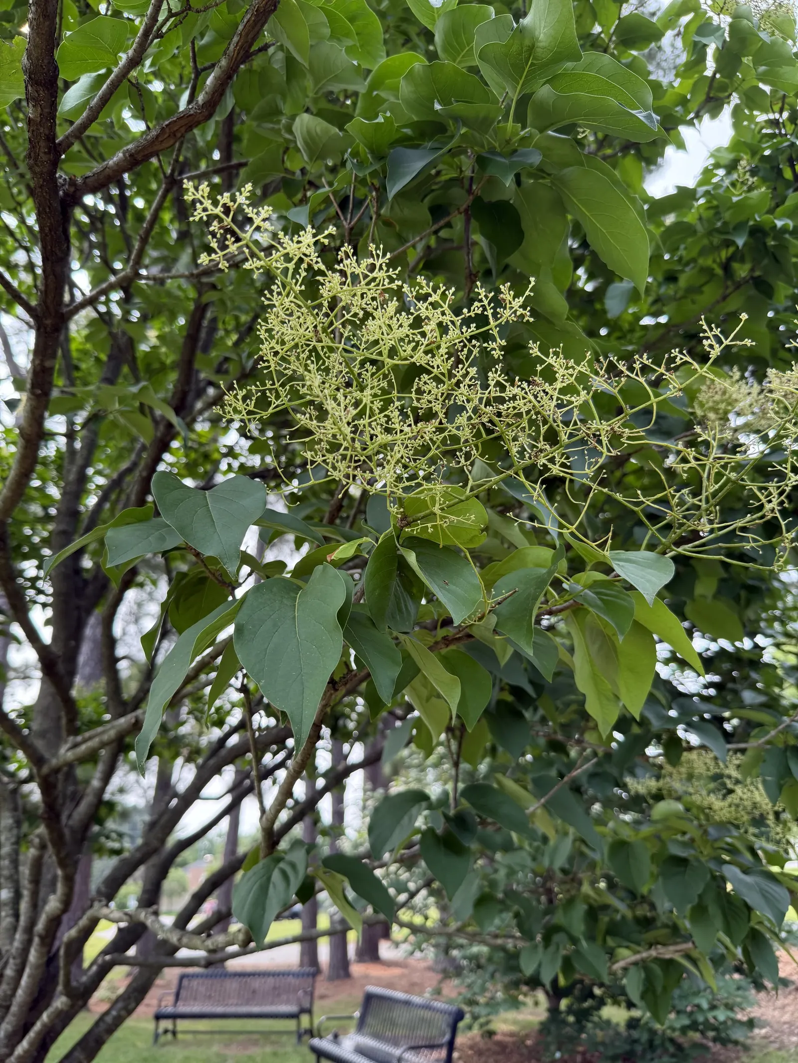 Ivory Silk Japanese Tree Lilac (Syringa Reticulata) — maturing at 20-30 feet high and 15-25 feet wide; heart-shaped leaves that create a lush, image 65