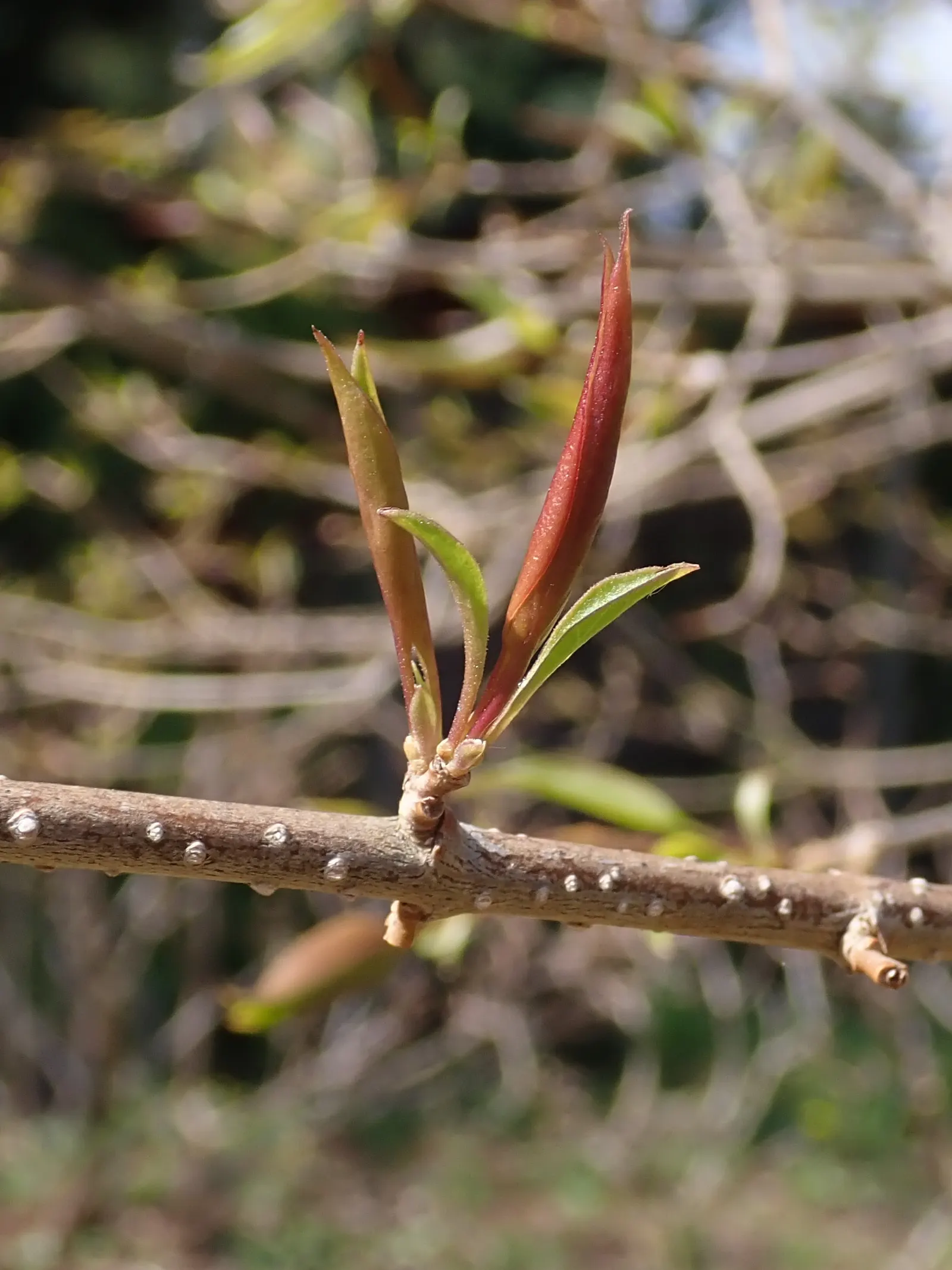 Ivory Silk Japanese Tree Lilac (Syringa Reticulata) — shrub for full or half; requiring only occasional pruning to maintain shape and remove any, image 63
