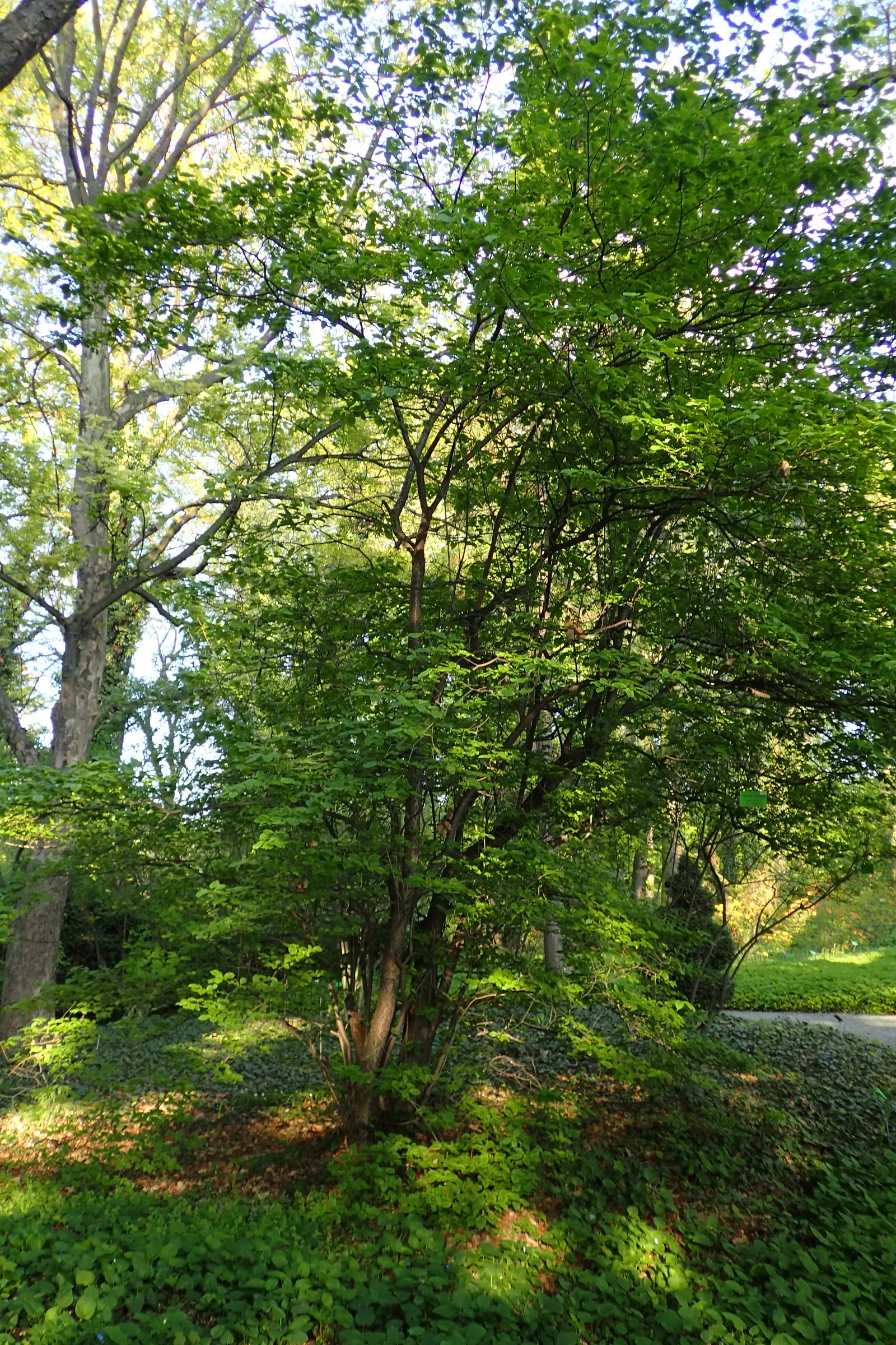 Ivory Silk Japanese Tree Lilac (Syringa Reticulata) — upright form that matures to a height of 20 to 25 feet with a spread of 15 to 20 feet; requiring only