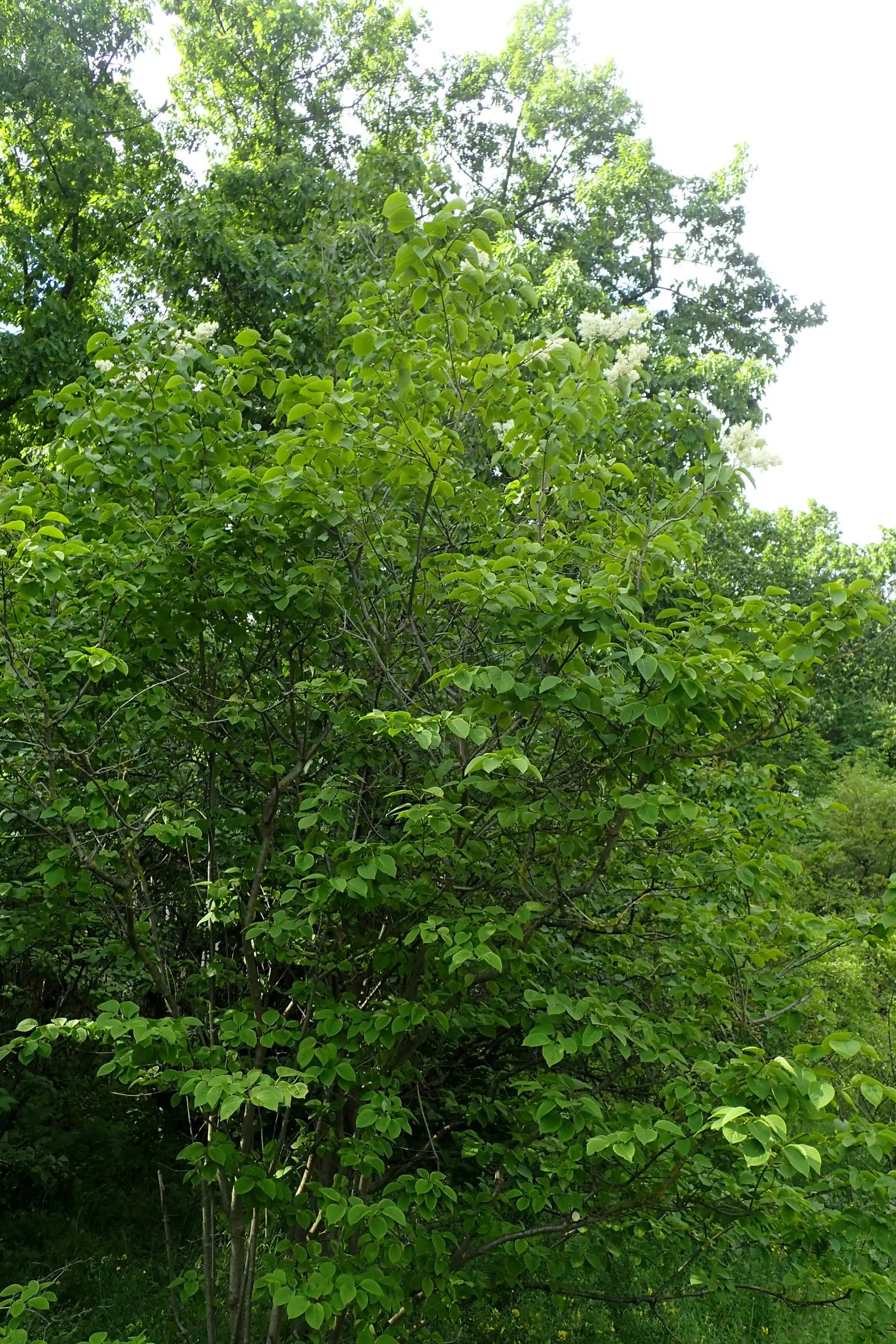 Ivory Silk Japanese Tree Lilac (Syringa Reticulata) — It sports a rounded crown, attractive reddish-brown bark, and thrives in zones 3-7, image 25
