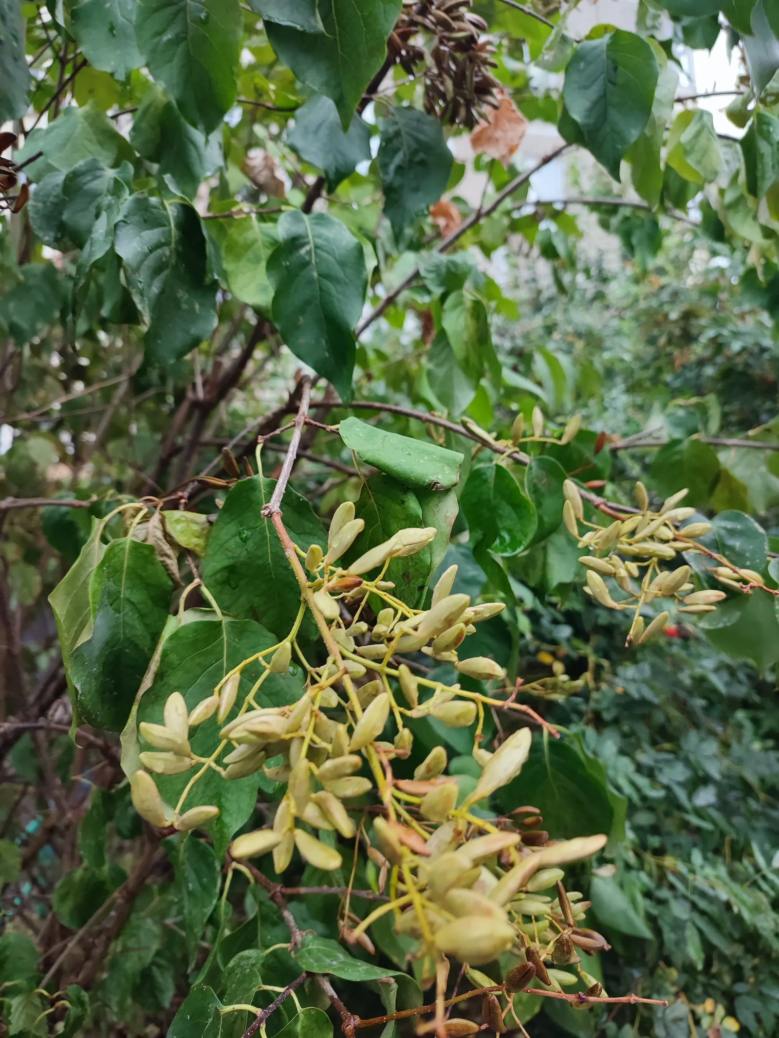 Ivory Silk Japanese Tree Lilac (Syringa Reticulata) — Full sun exposure is ideal, ensuring the best flowering and health of the tree; requiring, image 57