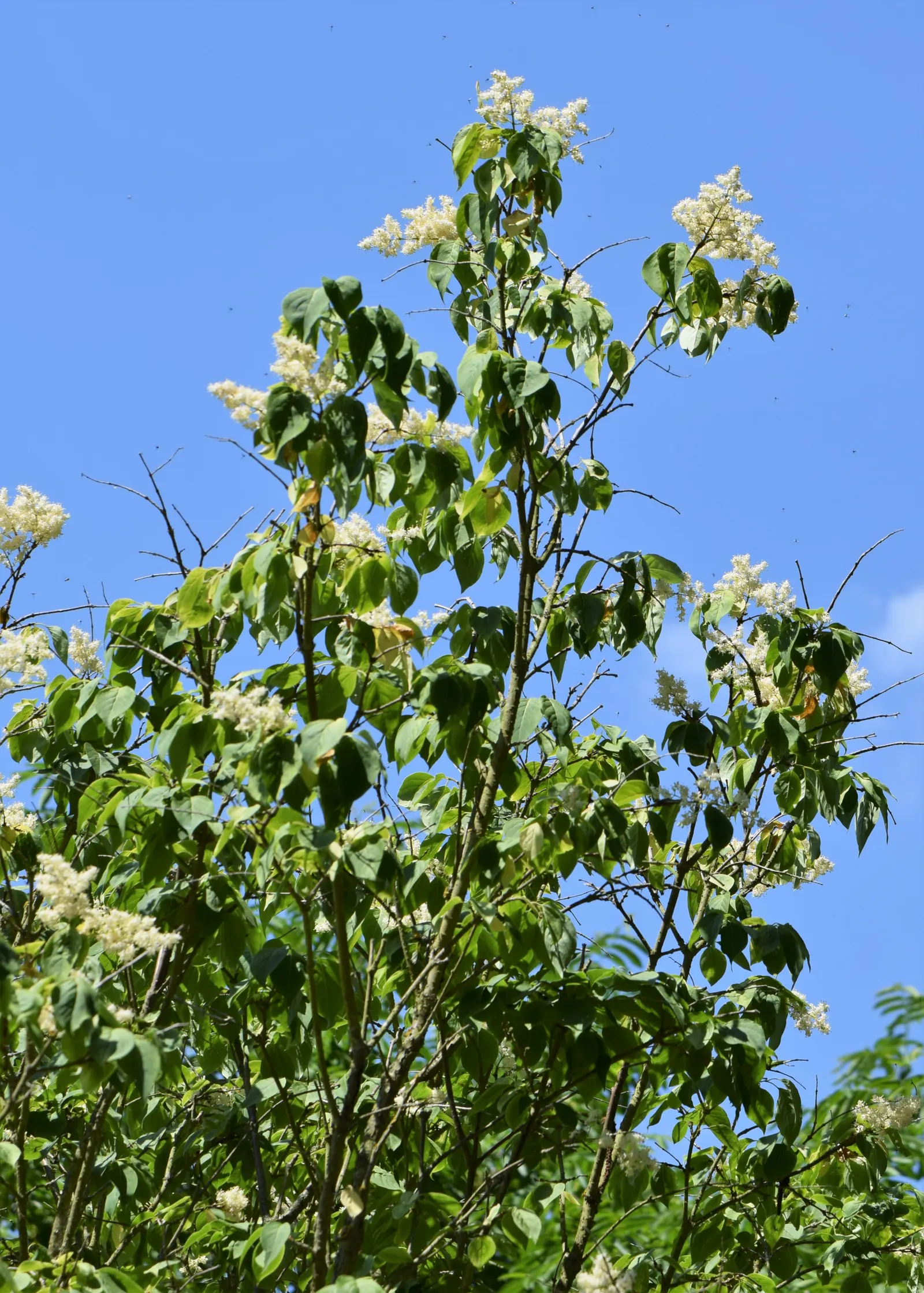Ivory Silk Japanese Tree Lilac (Syringa Reticulata) — shrub for full or half; requiring only occasional pruning to maintain shape and remove any dead or