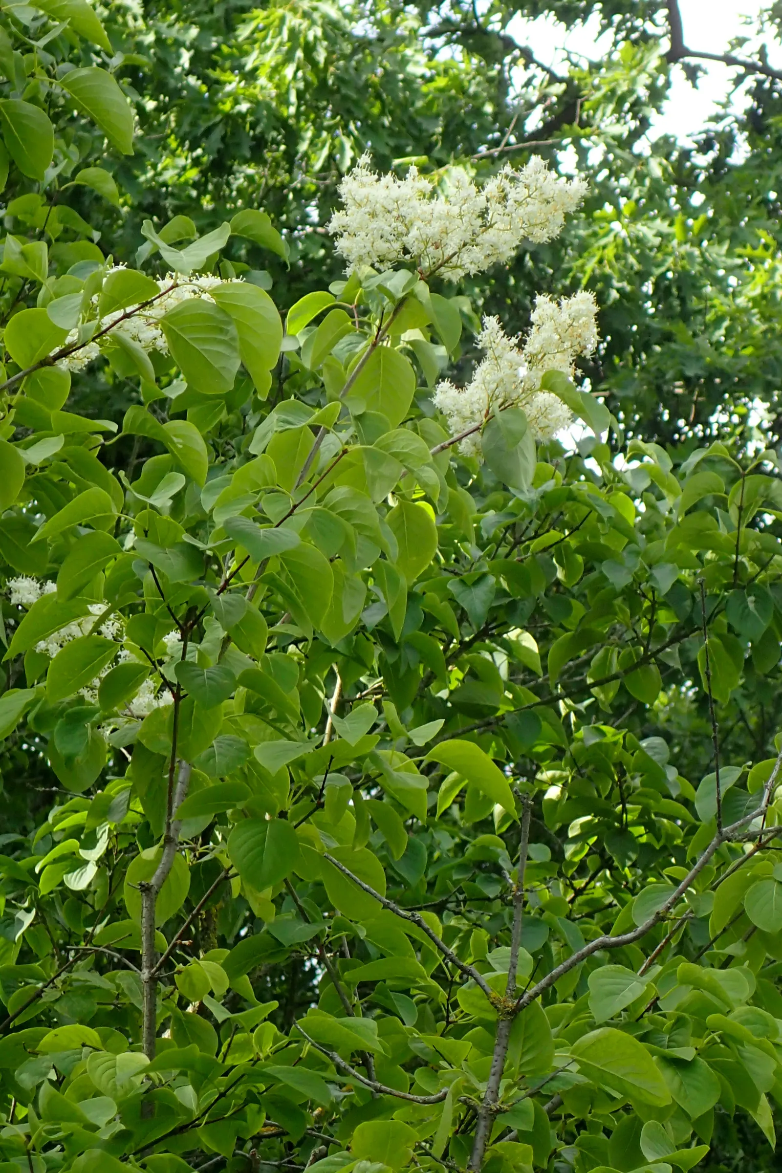 Ivory Silk Japanese Tree Lilac (Syringa Reticulata) — offering aesthetic appeal and robust performance with minimal fuss; it sports a rounded crown, attractive