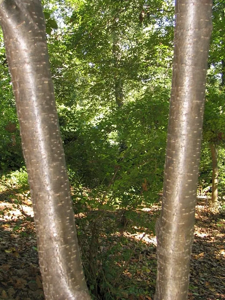 Ivory Silk Japanese Tree Lilac (Syringa Reticulata) — the Ivory Silk Japanese Tree Lilac is relatively low maintenance; heart-shaped leaves that, image 59
