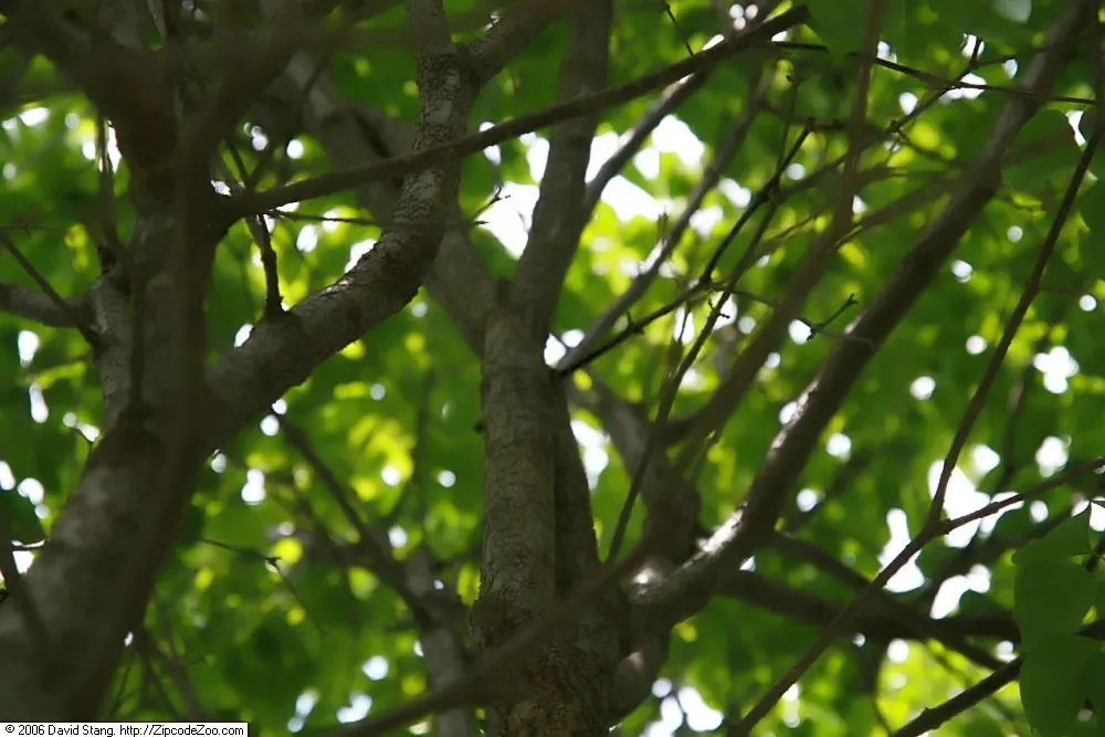 Ivory Silk Japanese Tree Lilac (Syringa Reticulata) — It is disease resistant and notably more resistant to pests compared to other lilacs.<br><br>Moreover