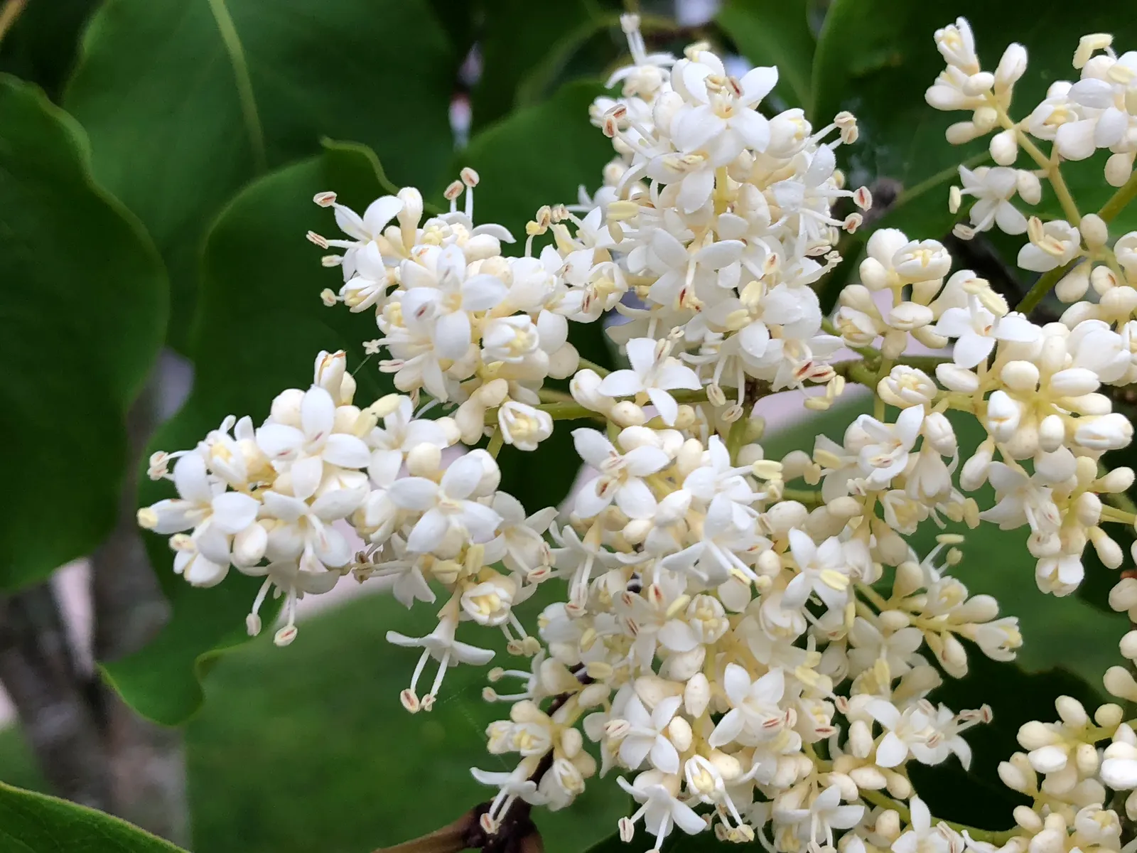 Ivory Silk Japanese Tree Lilac (Syringa Reticulata) — Prefers full sun to light shade and well-drained soils; heart-shaped leaves that create a, image 47