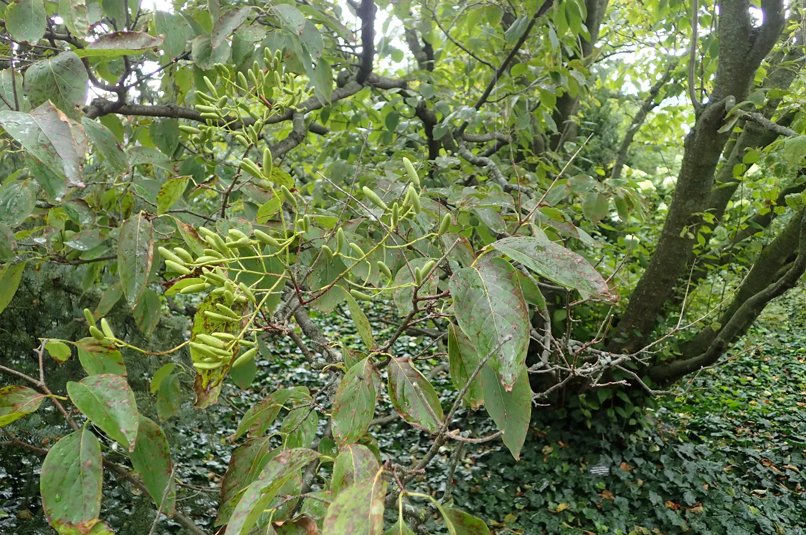 Ivory Silk Japanese Tree Lilac (Syringa Reticulata) — the Ivory Silk Japanese Tree Lilac is relatively low maintenance; heart-shaped leaves that create a lush