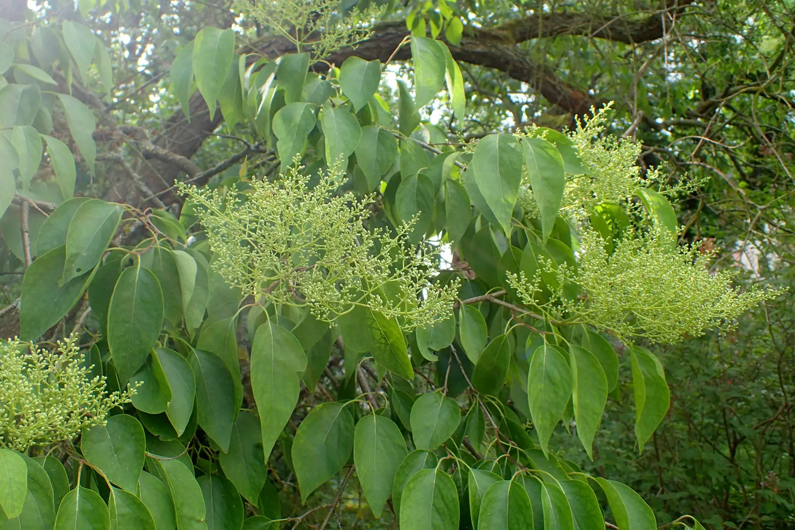 Ivory Silk Japanese Tree Lilac (Syringa Reticulata) — upright form that matures to a height of 20 to 25 feet with a spread of 15 to 20 feet, image 51