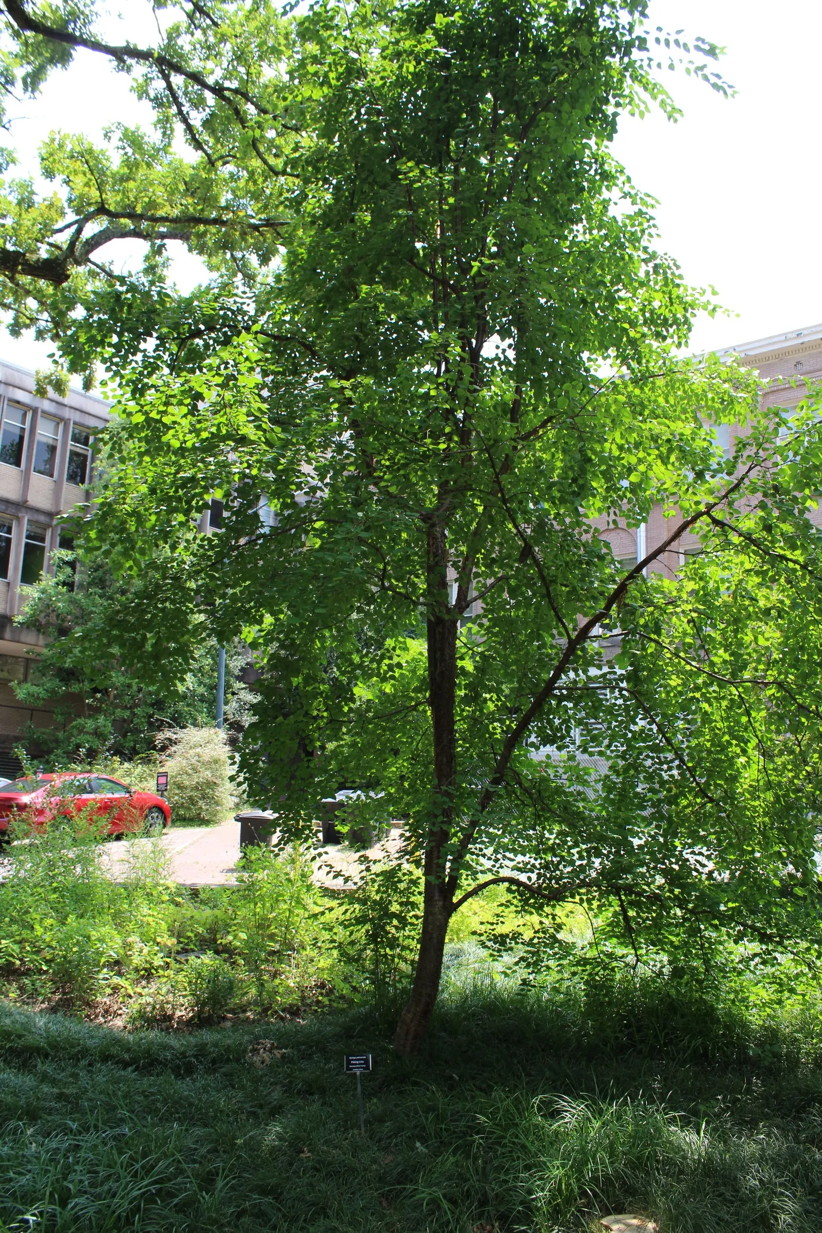 Ivory Silk Japanese Tree Lilac (Syringa Reticulata) — maturing at 20-30 feet high and 15-25 feet wide
