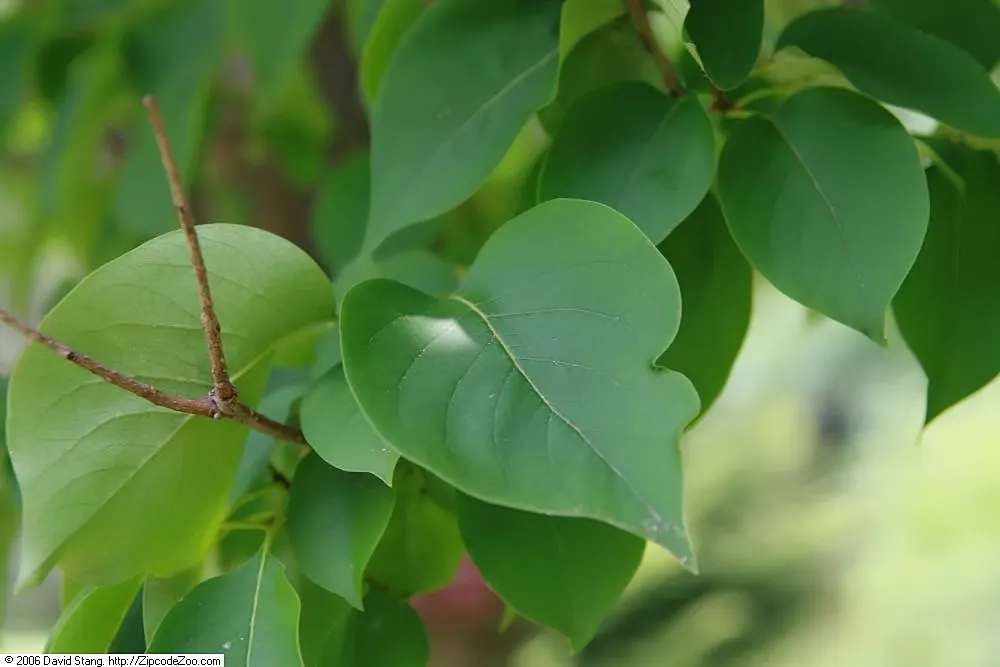 Ivory Silk Japanese Tree Lilac (Syringa Reticulata) — Full sun exposure is ideal, ensuring the best flowering and health of the tree; requiring only occasional