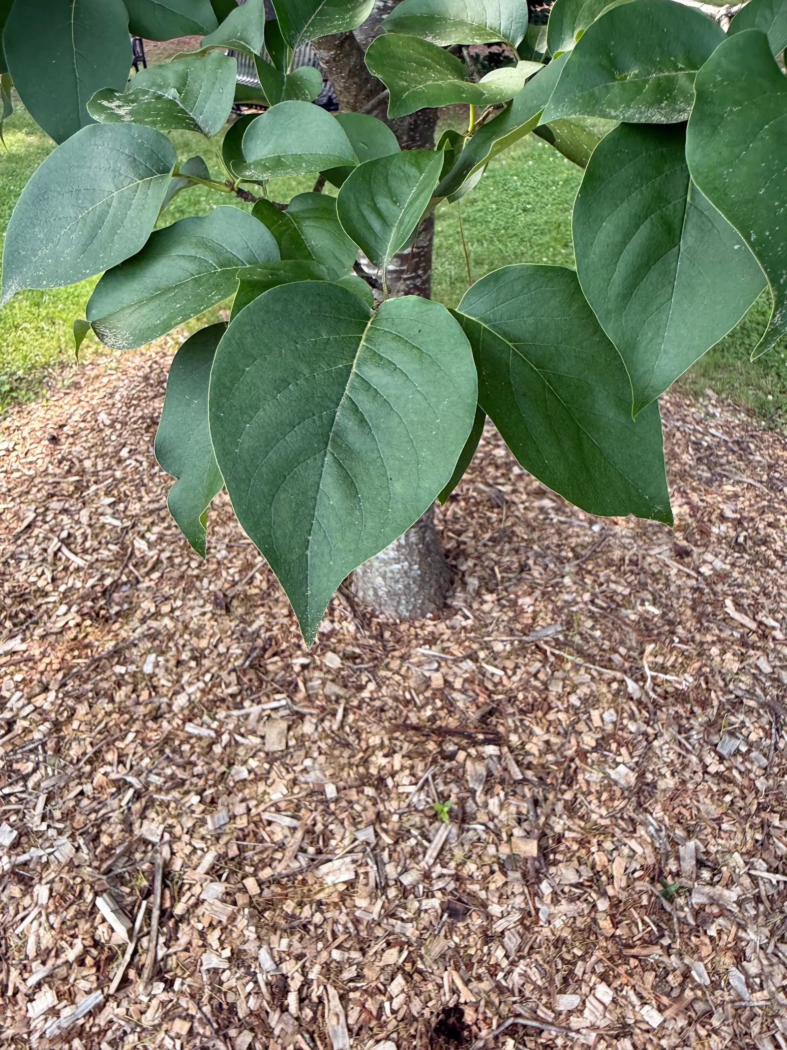 Ivory Silk Japanese Tree Lilac (Syringa Reticulata) — though it prefers a well-drained; it sports a rounded crown, attractive reddish-brown bark, image 55