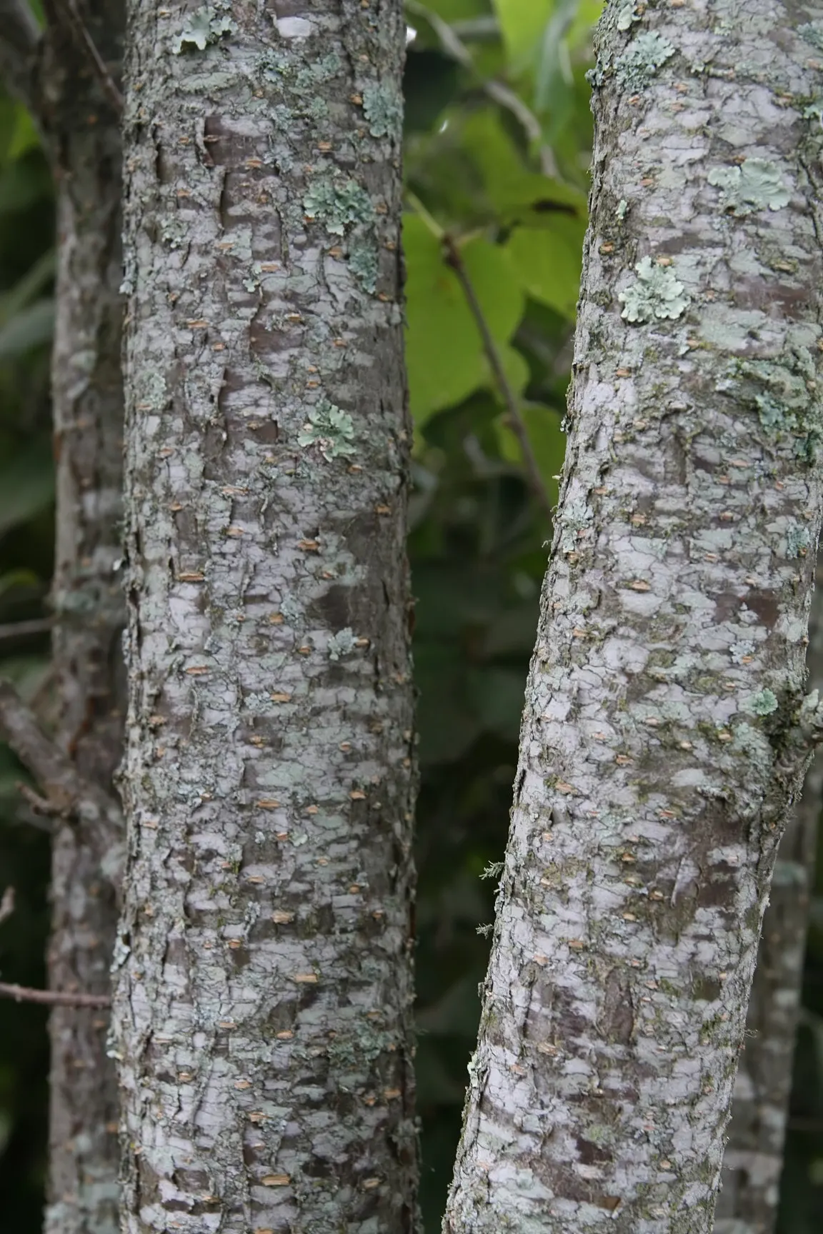 Ivory Silk Japanese Tree Lilac (Syringa Reticulata) — though it prefers a well-drained; it sports a rounded crown, attractive reddish-brown bark, and thrives