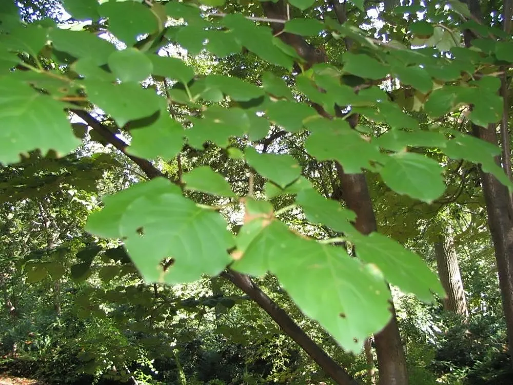 Ivory Silk Japanese Tree Lilac (Syringa Reticulata) — offering aesthetic appeal and robust performance with minimal fuss