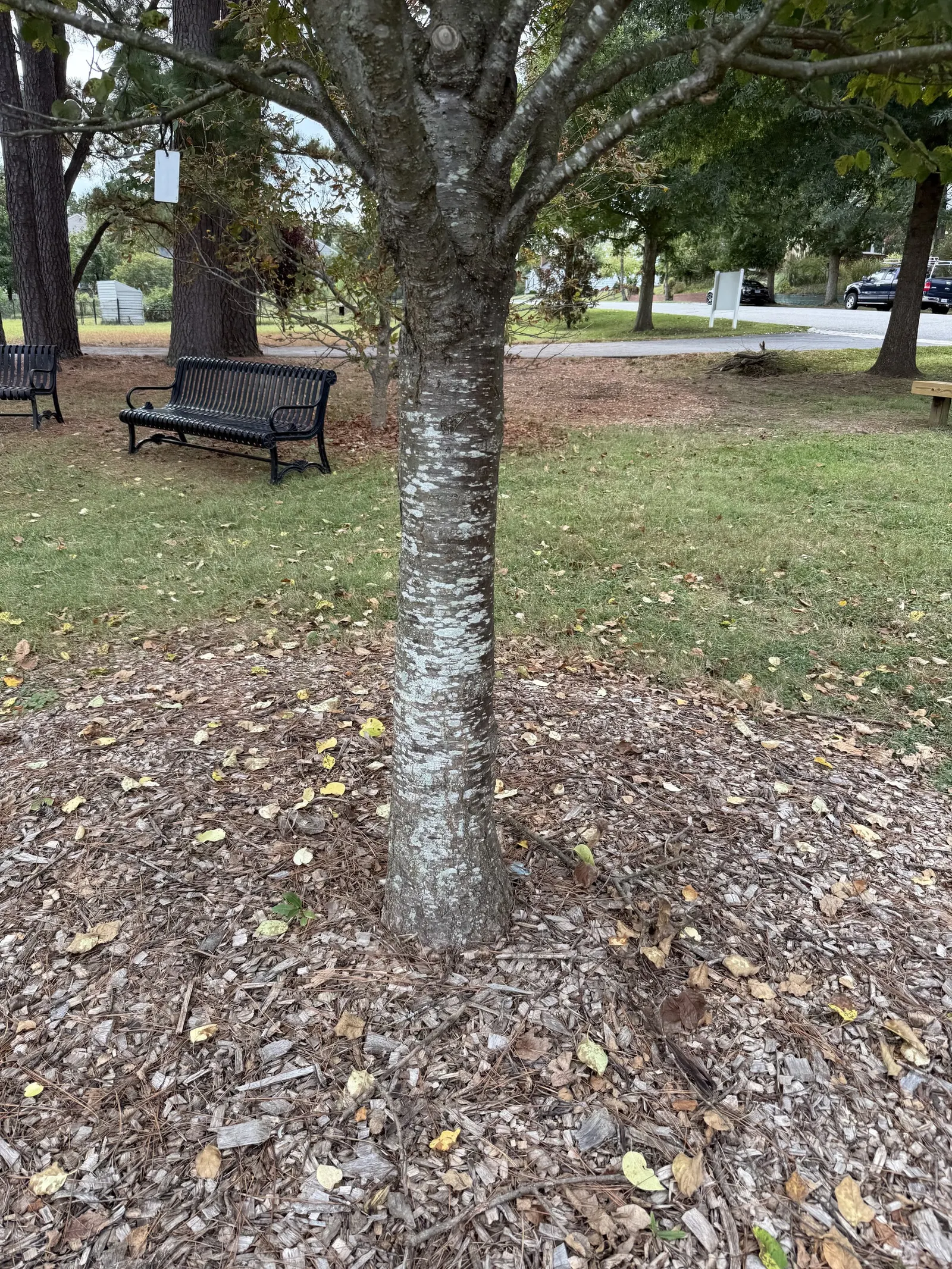 Ivory Silk Japanese Tree Lilac (Syringa Reticulata) — maturing at 20-30 feet high and 15-25 feet wide; heart-shaped leaves that create a lush, image 44