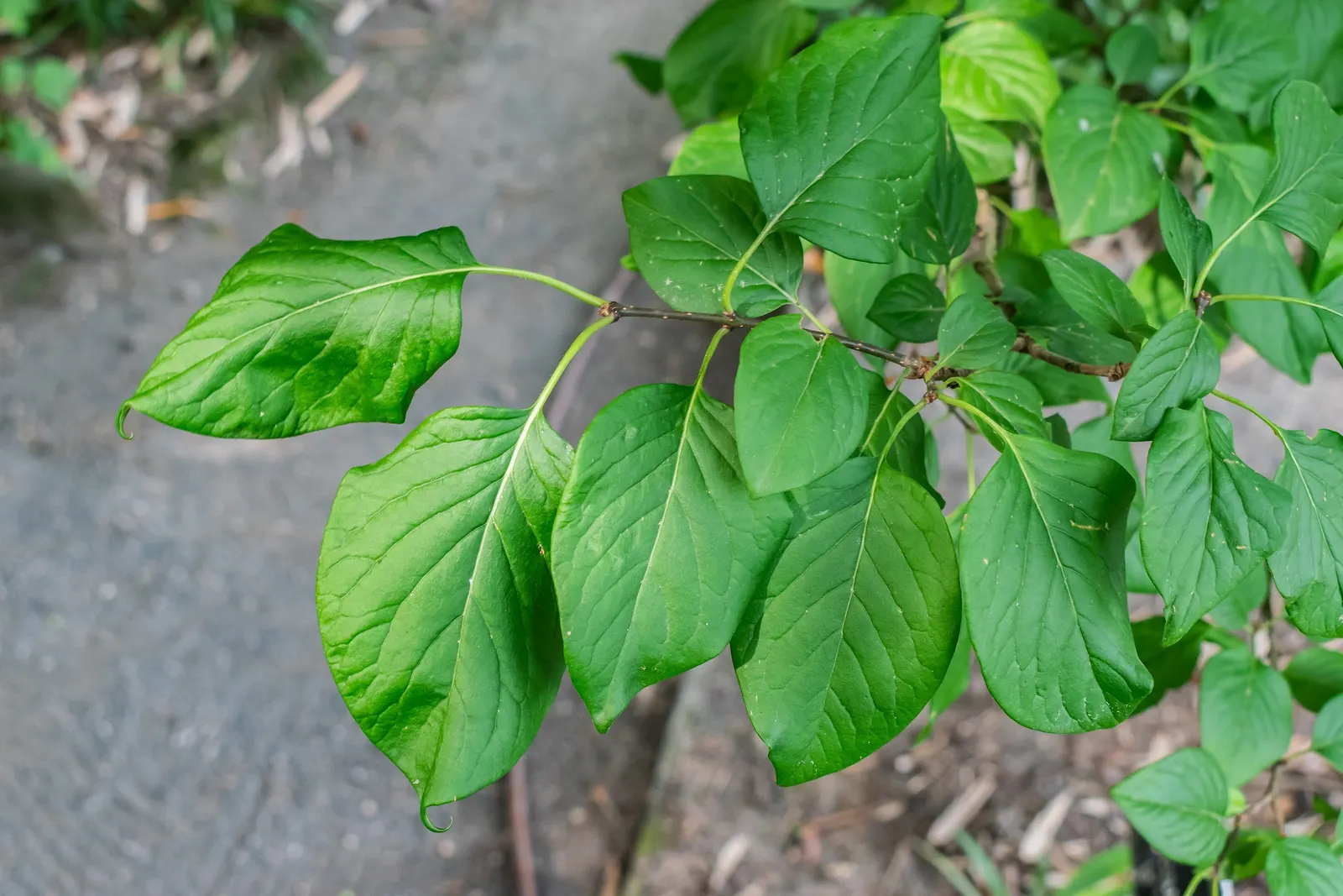 Ivory Silk Japanese Tree Lilac (Syringa Reticulata) — Admired for its creamy-white, fragrant blossom clusters, this tree blooms in early summer, image 66