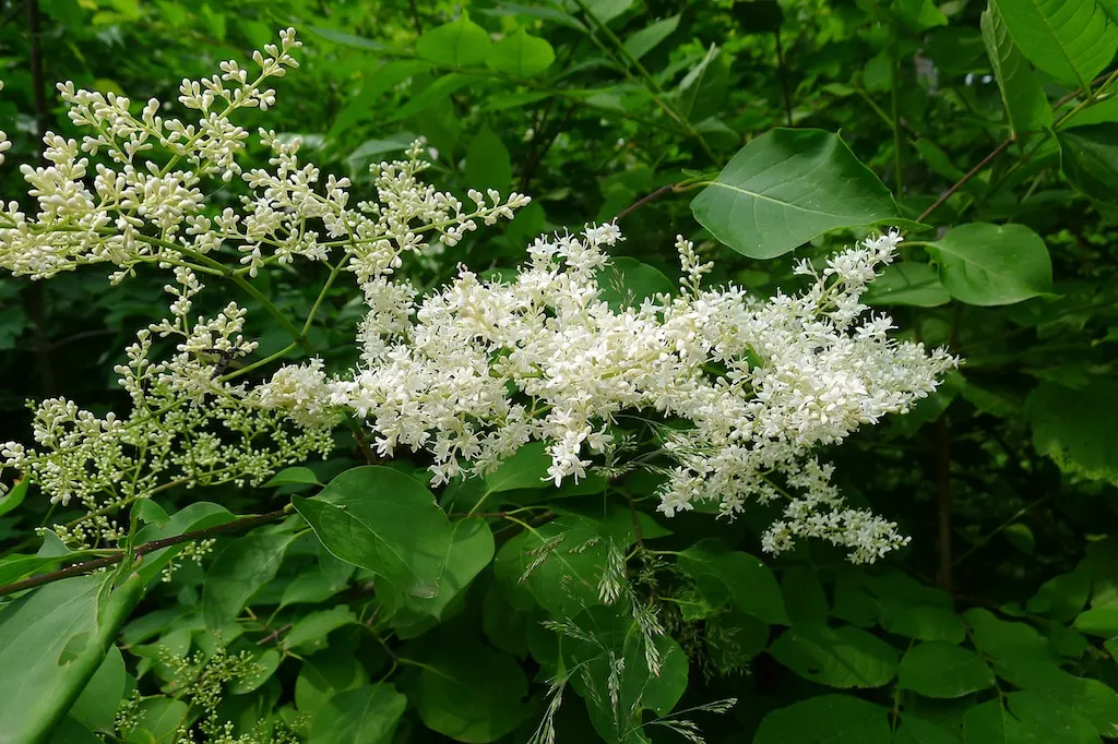 Ivory Silk Japanese Tree Lilac (Syringa Reticulata) — Admired for its creamy-white, fragrant blossom clusters, this tree blooms in early summer; requiring only