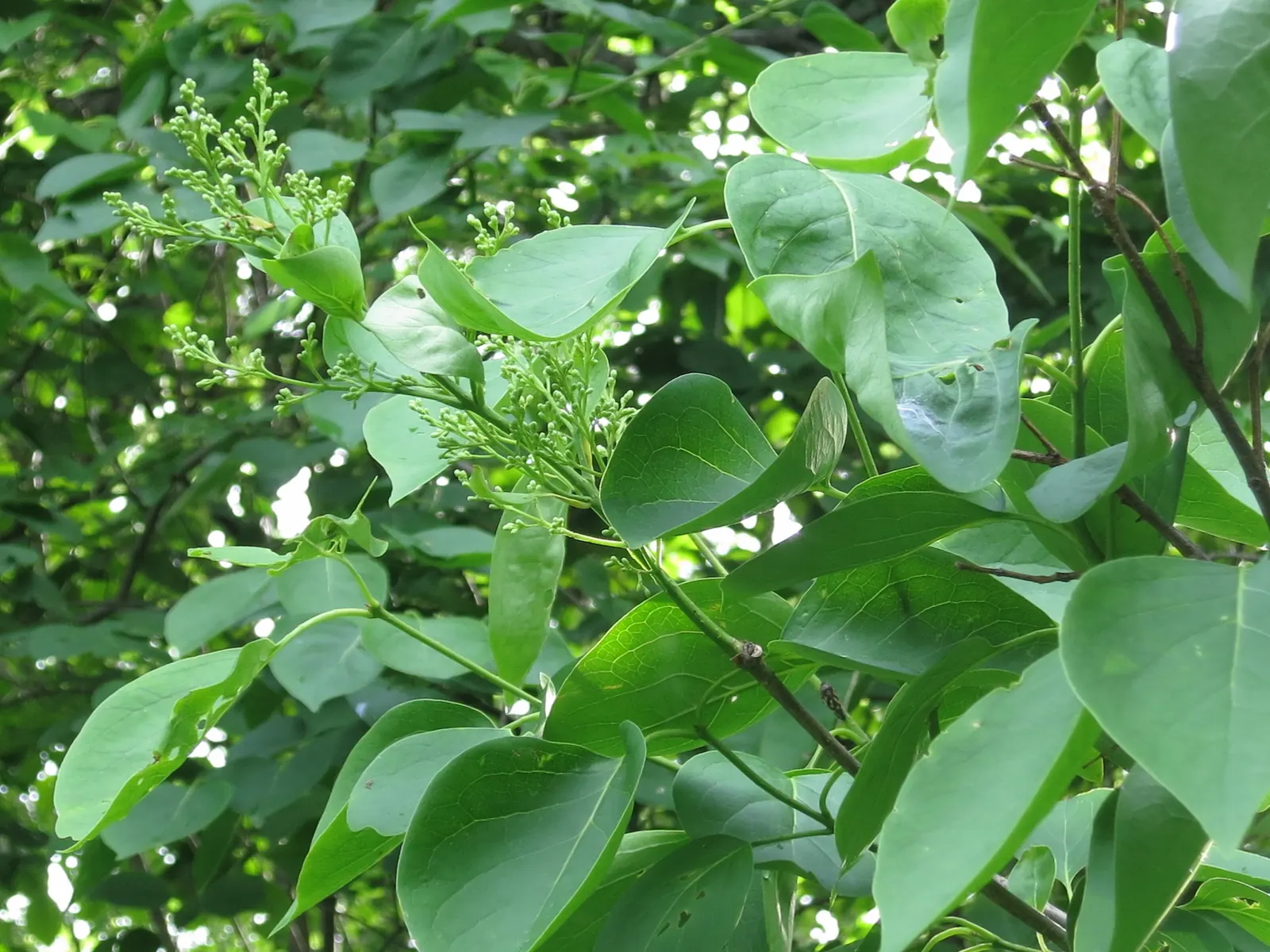 Ivory Silk Japanese Tree Lilac (Syringa Reticulata) — the Ivory Silk Japanese Tree Lilac is relatively low maintenance