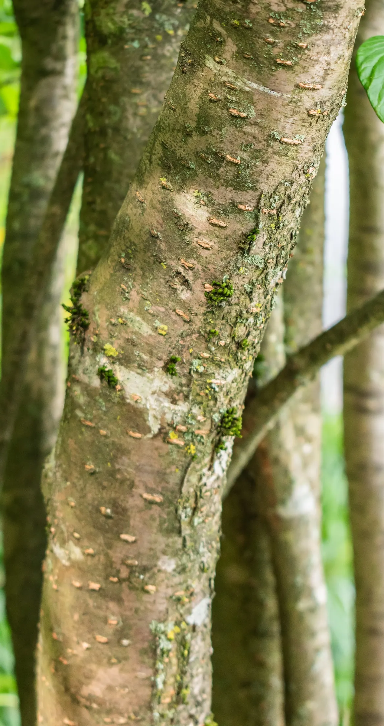 Ivory Silk Japanese Tree Lilac (Syringa Reticulata) — white flowers in the garden; it sports a rounded crown, attractive reddish-brown bark, and, image 61