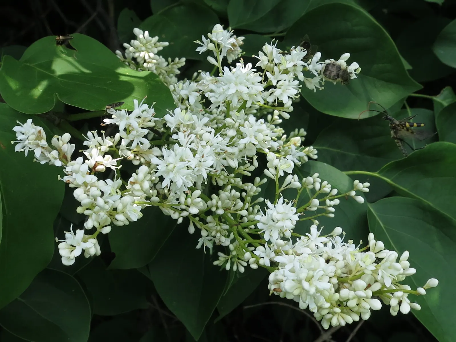 Ivory Silk Japanese Tree Lilac (Syringa Reticulata) — rounded crown is composed of dark green