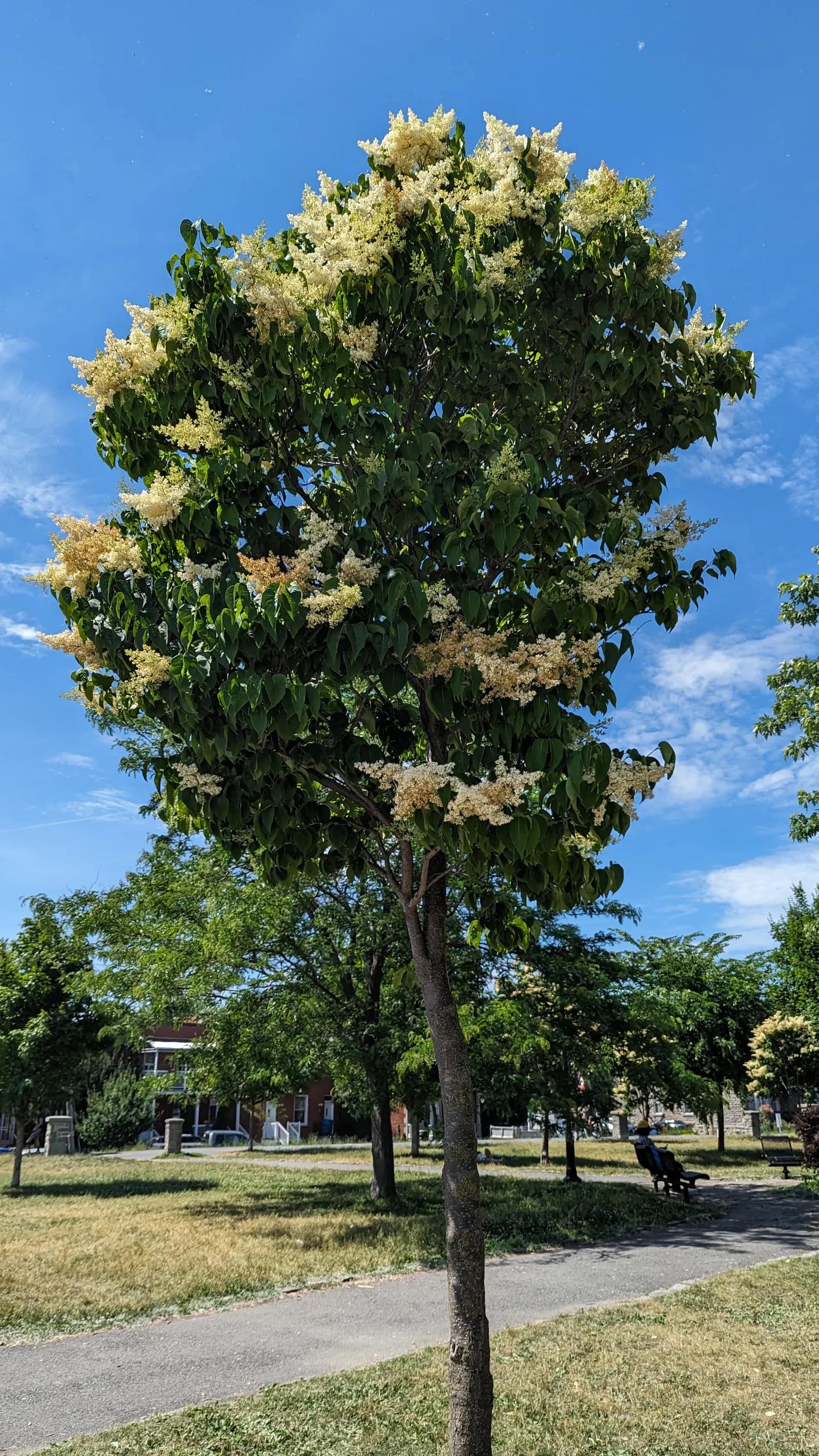Ivory Silk Japanese Tree Lilac (Syringa Reticulata) — It sports a rounded crown, attractive reddish-brown bark, and thrives in zones 3-7, image 46