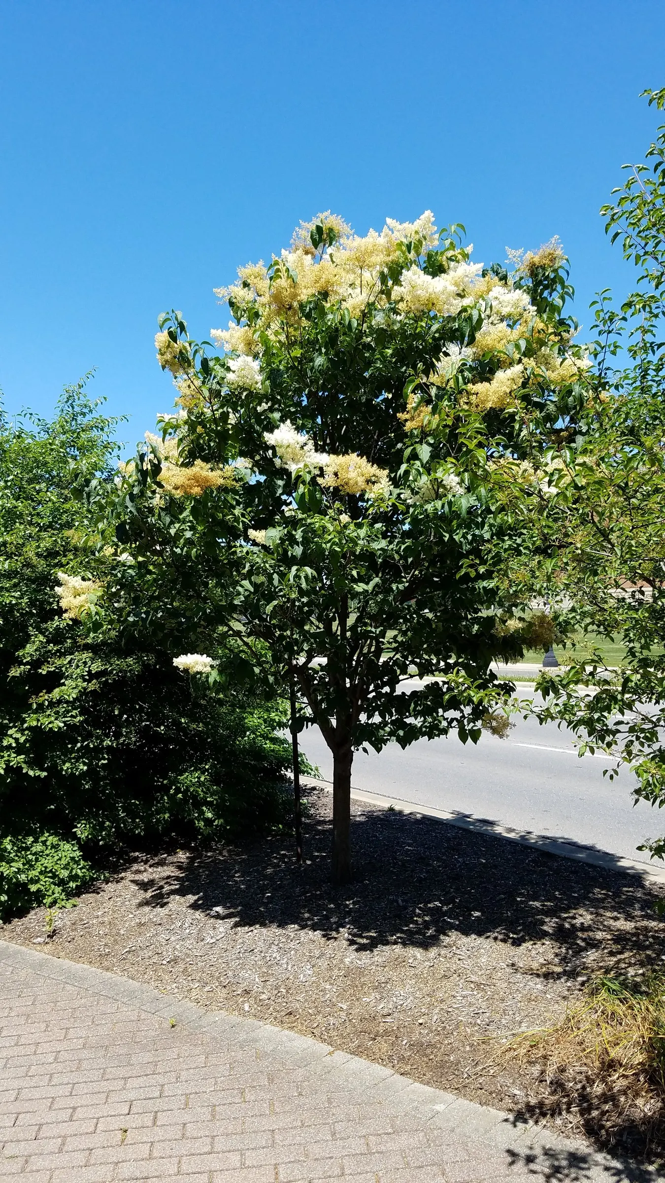 Ivory Silk Japanese Tree Lilac (Syringa Reticulata) — requiring only occasional pruning to maintain shape and remove any dead or damaged branches, image 60